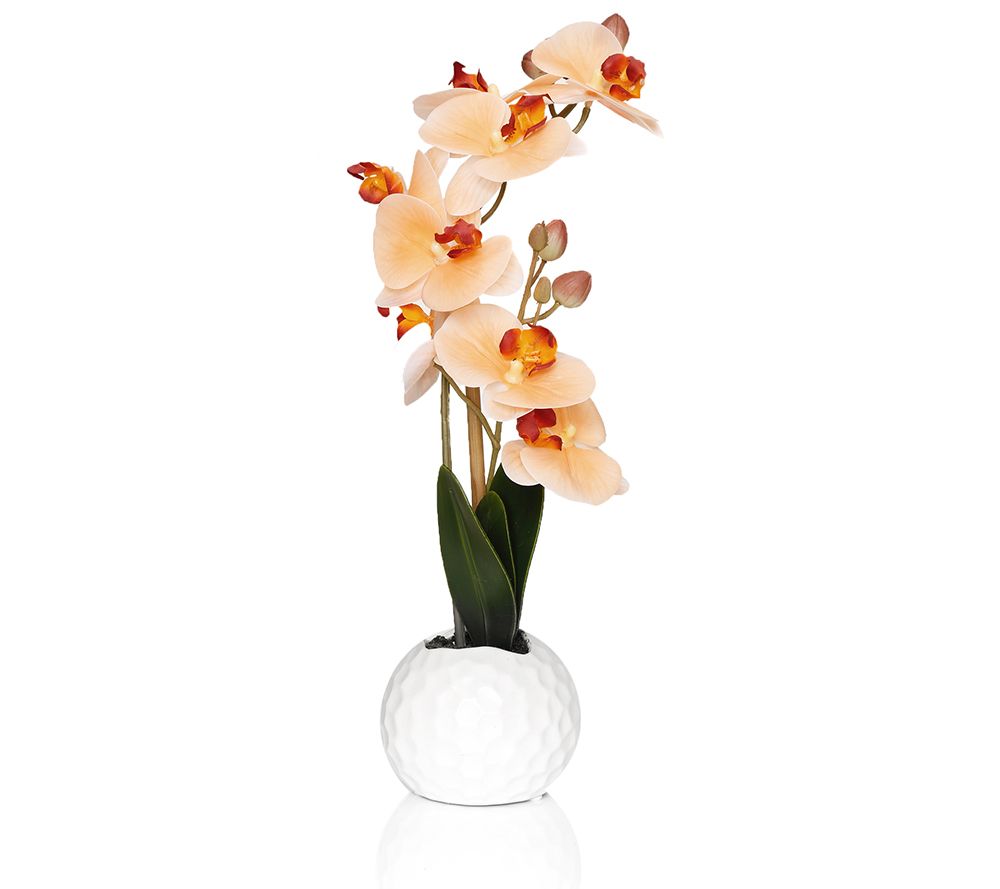 ABELLA Flora prachtvolle Orchidee  Höhe ca 104cm