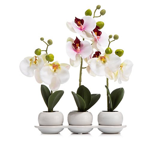 ABELLA Flora künst. Mini-Orchideen Keramik-Töpfe Höhe 31cm 3er-Set