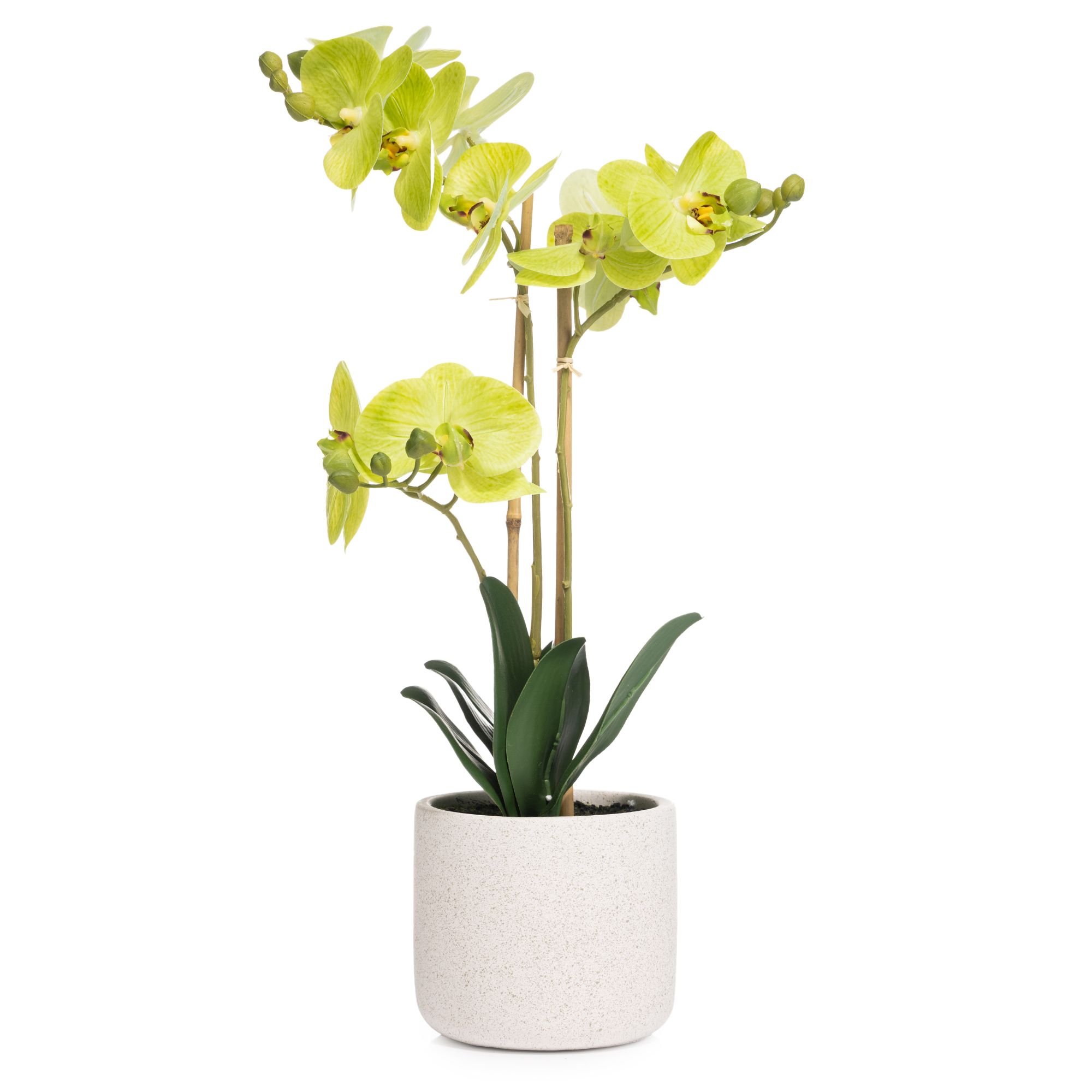 B-Ware ABELLA Flora knstliche Orchidee Phalaenopsis Realtouch-Effekt -  QVC.de