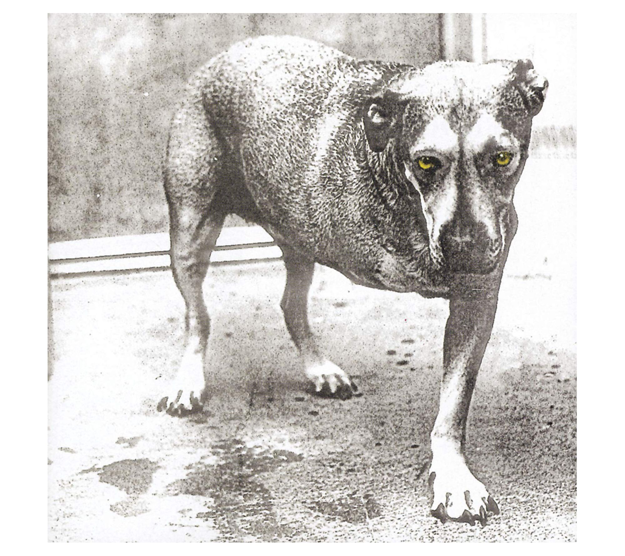 Alice In Chains - Vinyl