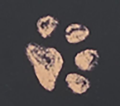 Paws Black