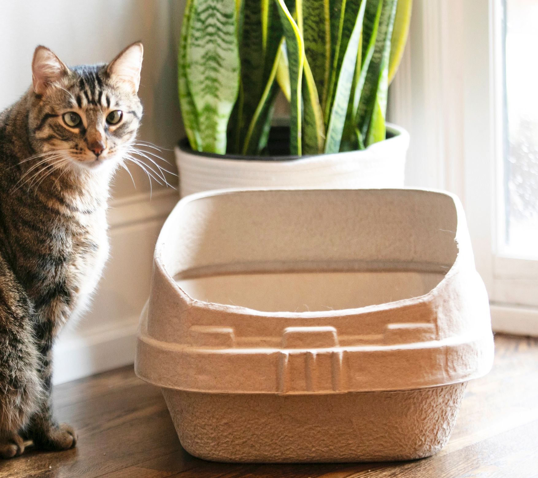 How To Use Lift And Sift Litter Box