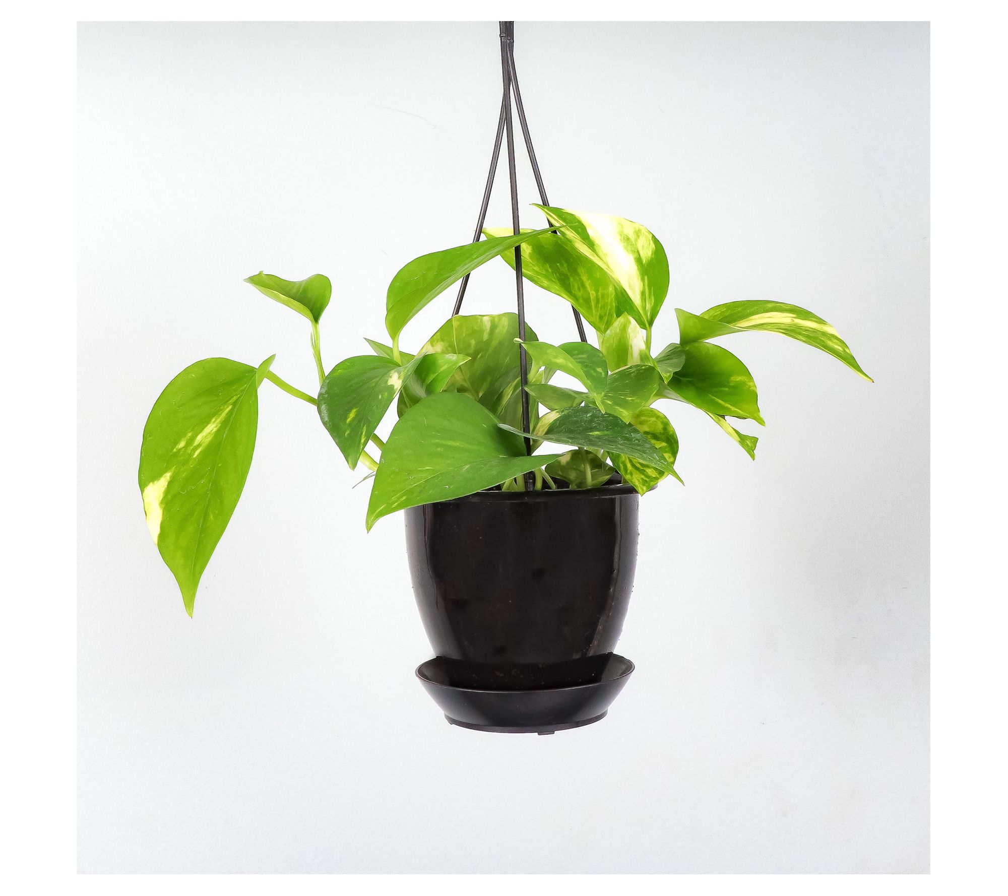 Thorsen's Greenhouse Live 4" Golden Pothos in Hanging Pot