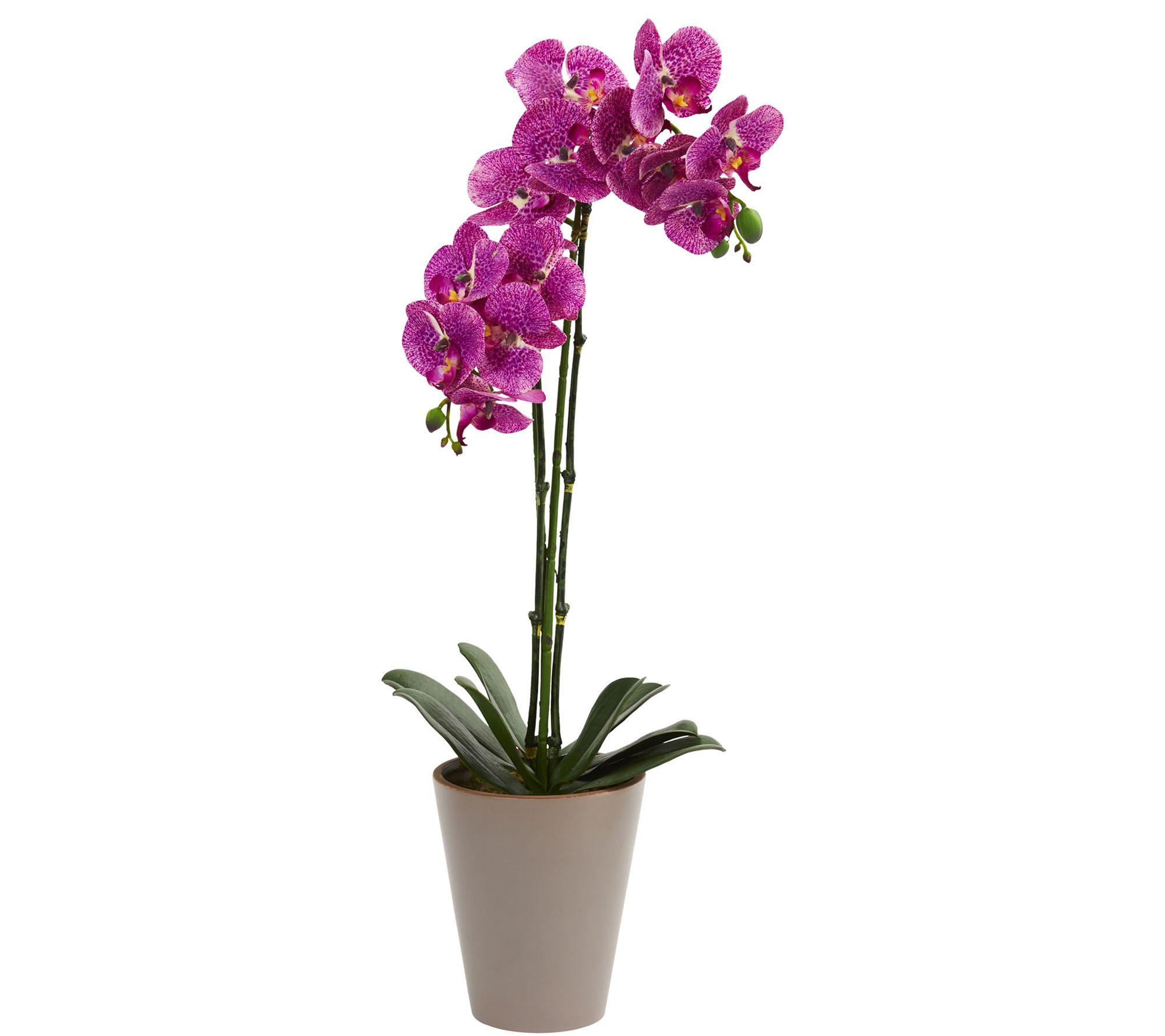 24" Phalaenopsis Orchid Arrangement by Nearly Natural