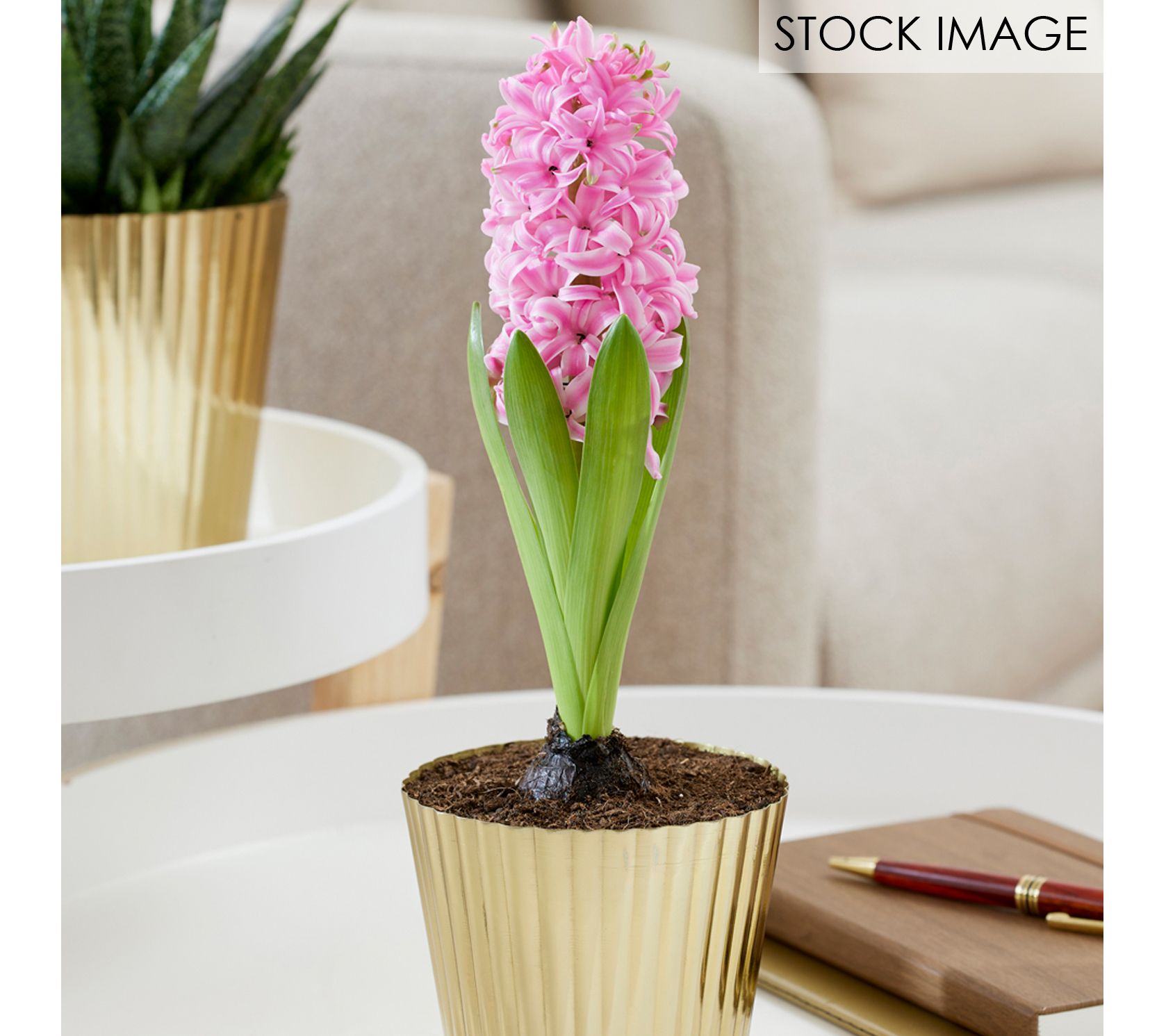 Van Zyverden Pre-Chilled Hyacinth Kit Pink Pearl with Planter