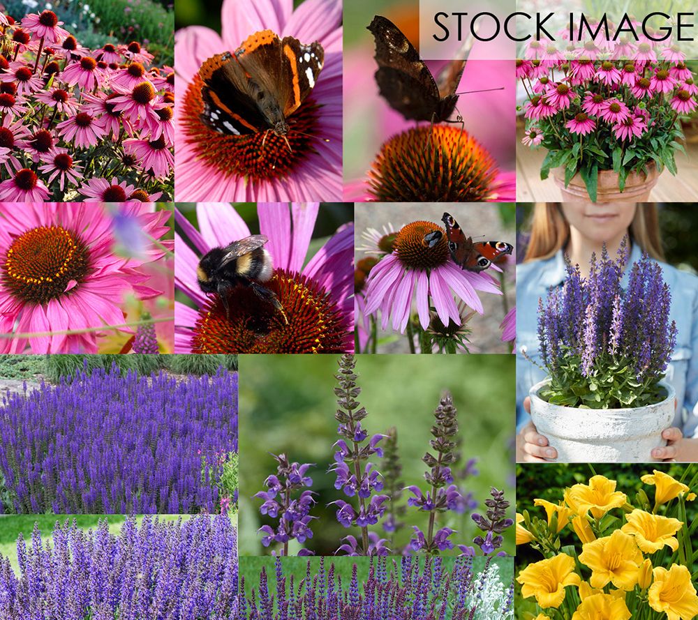 Van Zyverden Butterfly Magnet Collection Set of13 Roots