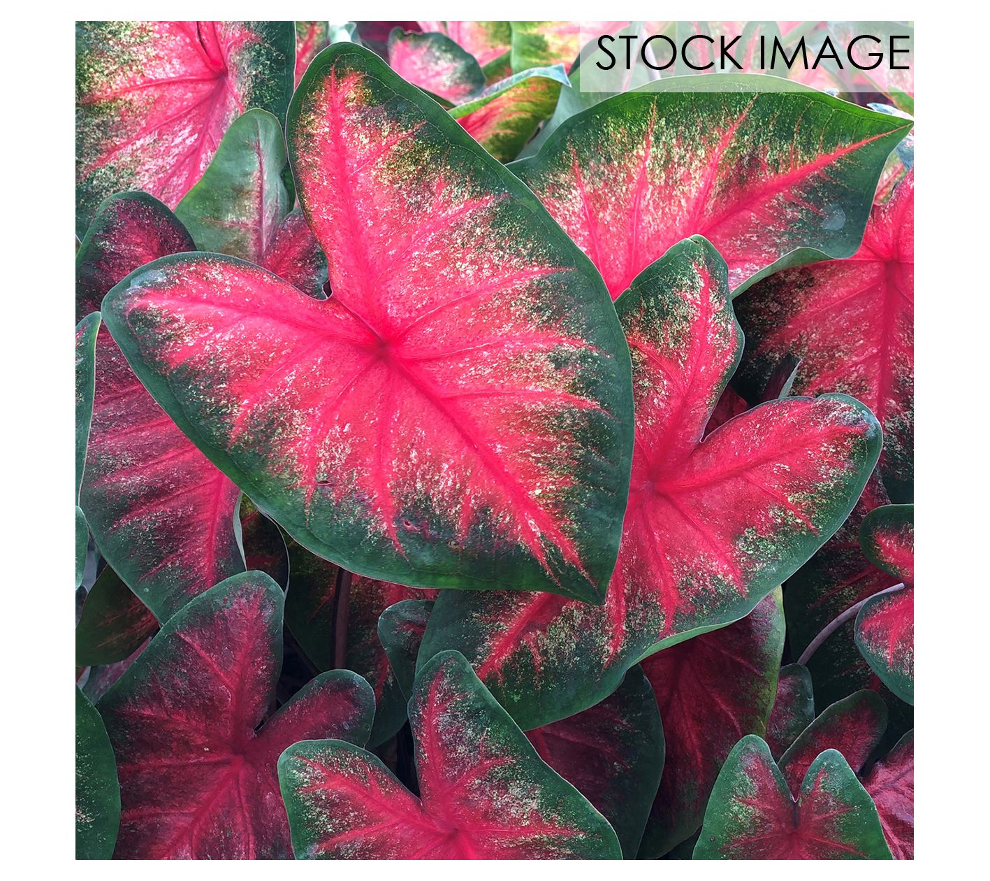 Van Zyverden Caladiums Fancy Leaf Bombshell Setof 3 Bulbs
