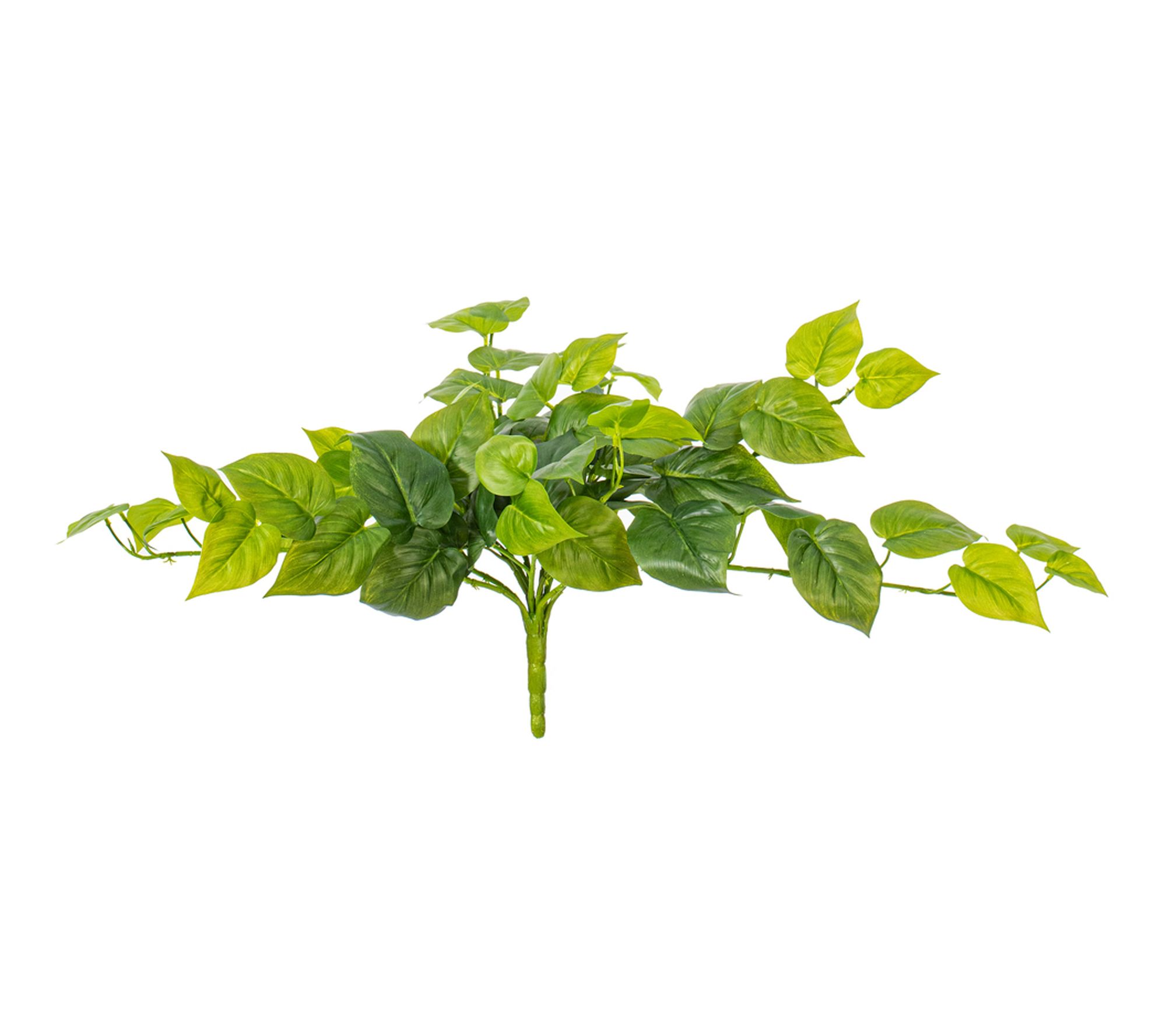 Vickerman 23" Green Pothos Bush UV