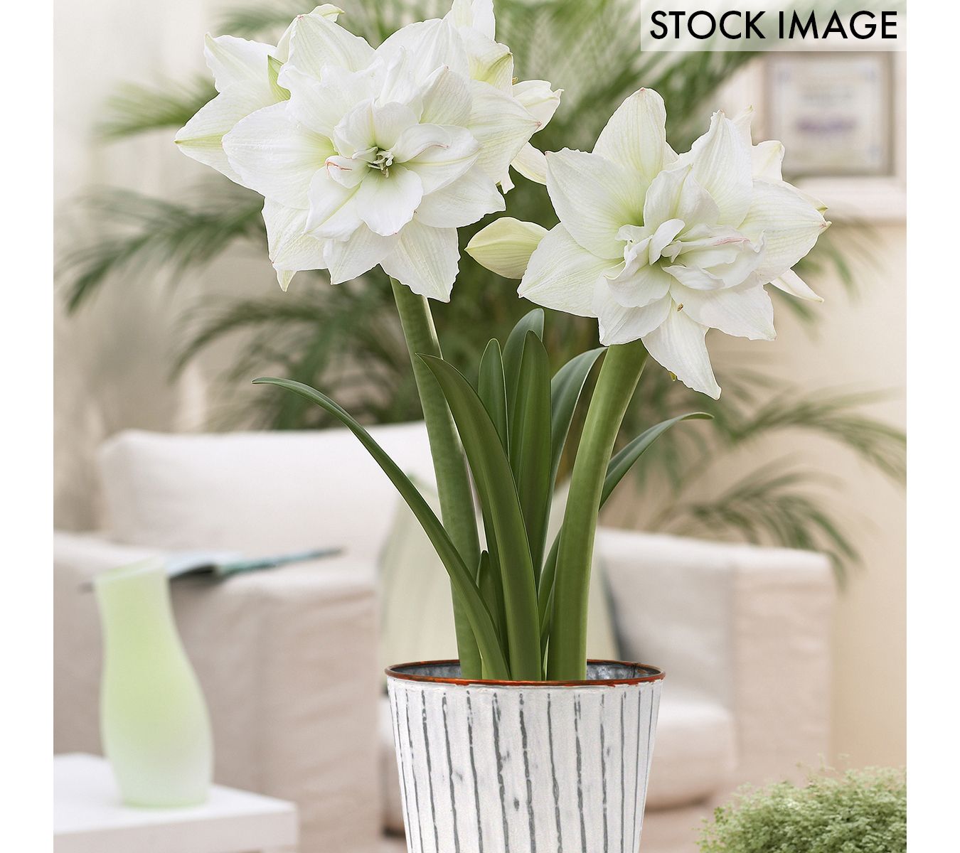 Van Zyverden Amaryllis Kit WHT Nymph WHT Chalk Metal Cachepot
