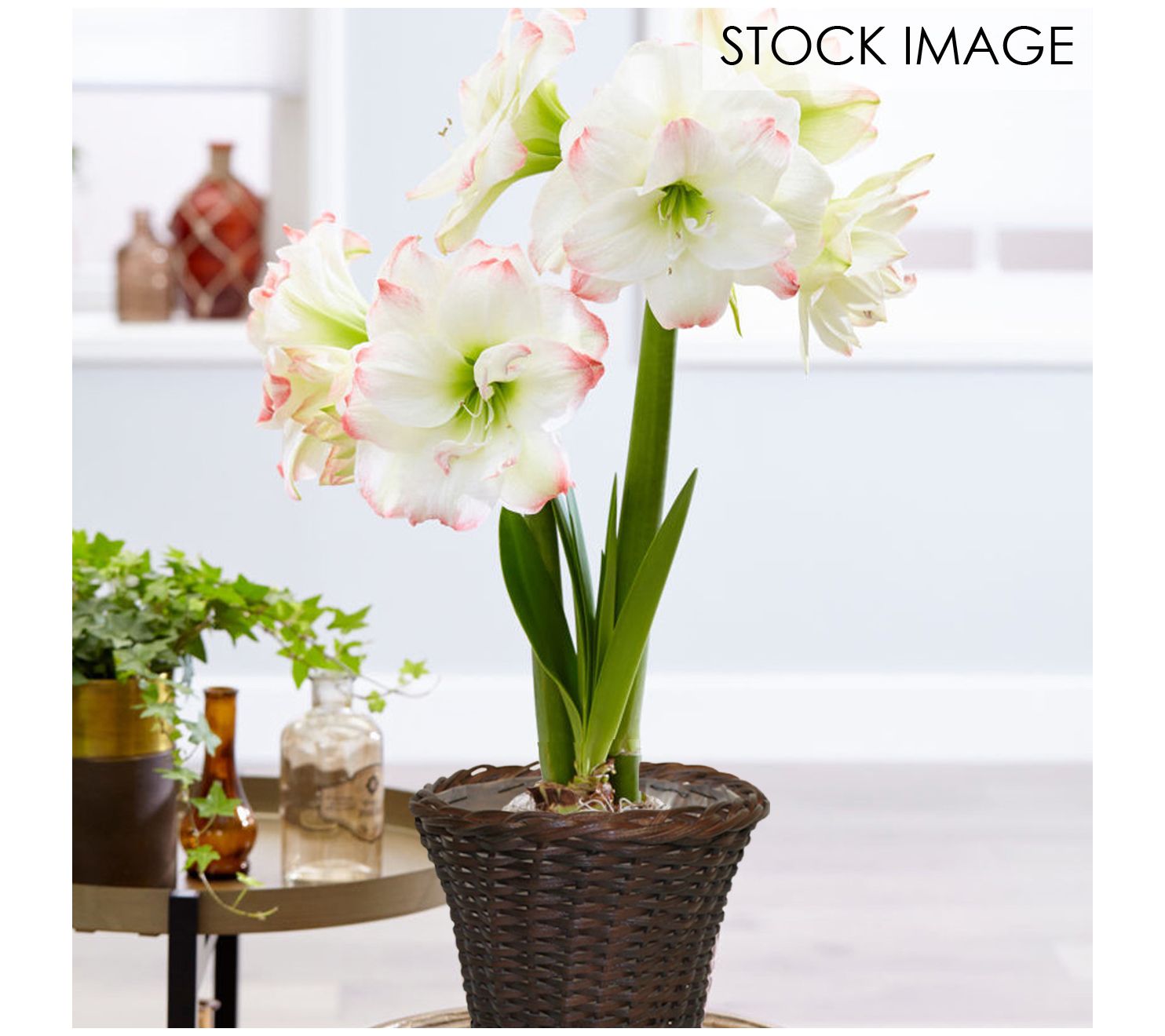 Van Zyverden Amaryllis Kit Amadeus Candy RoundRattan Basket