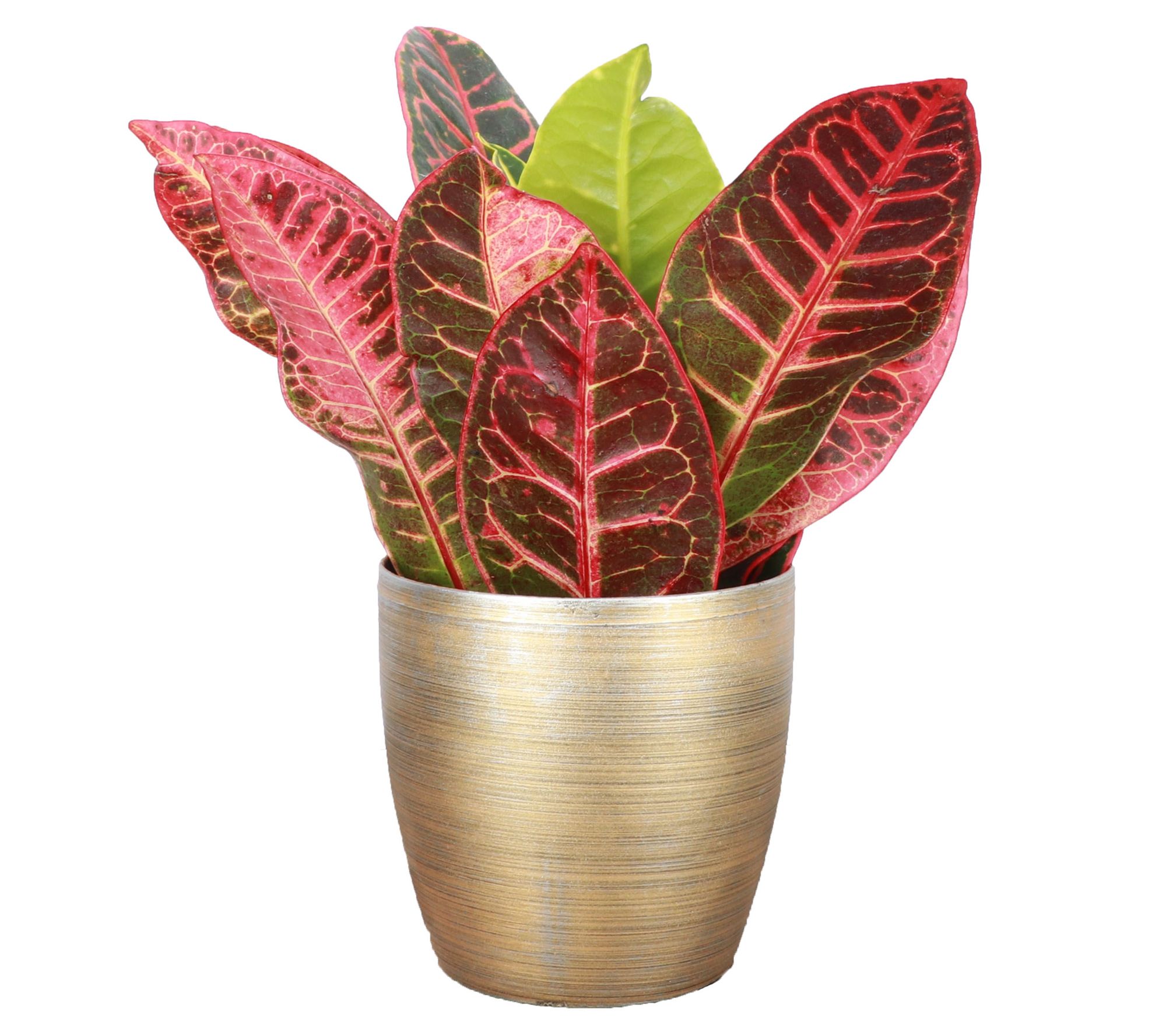 Thorsen's Greenhouse Live 4" Petra Croton in Classic Pot