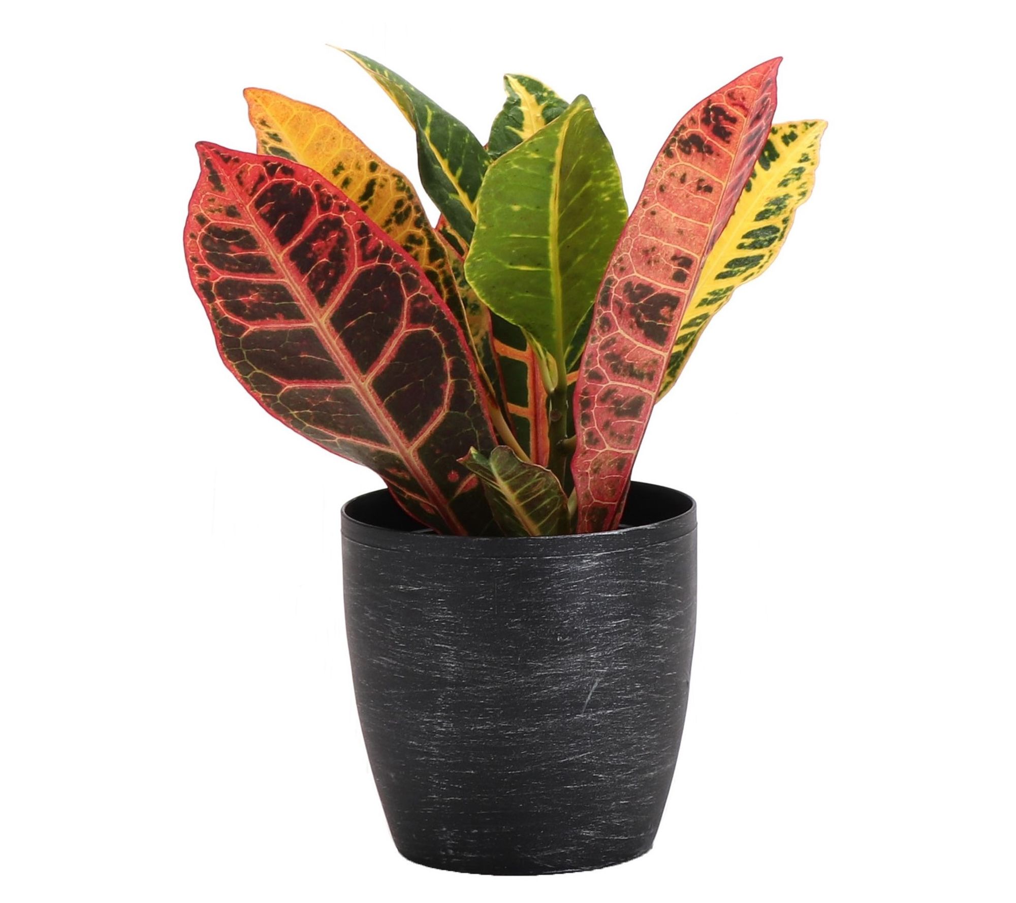 Thorsen's Greenhouse Live 4" Petra Croton in Classic Pot