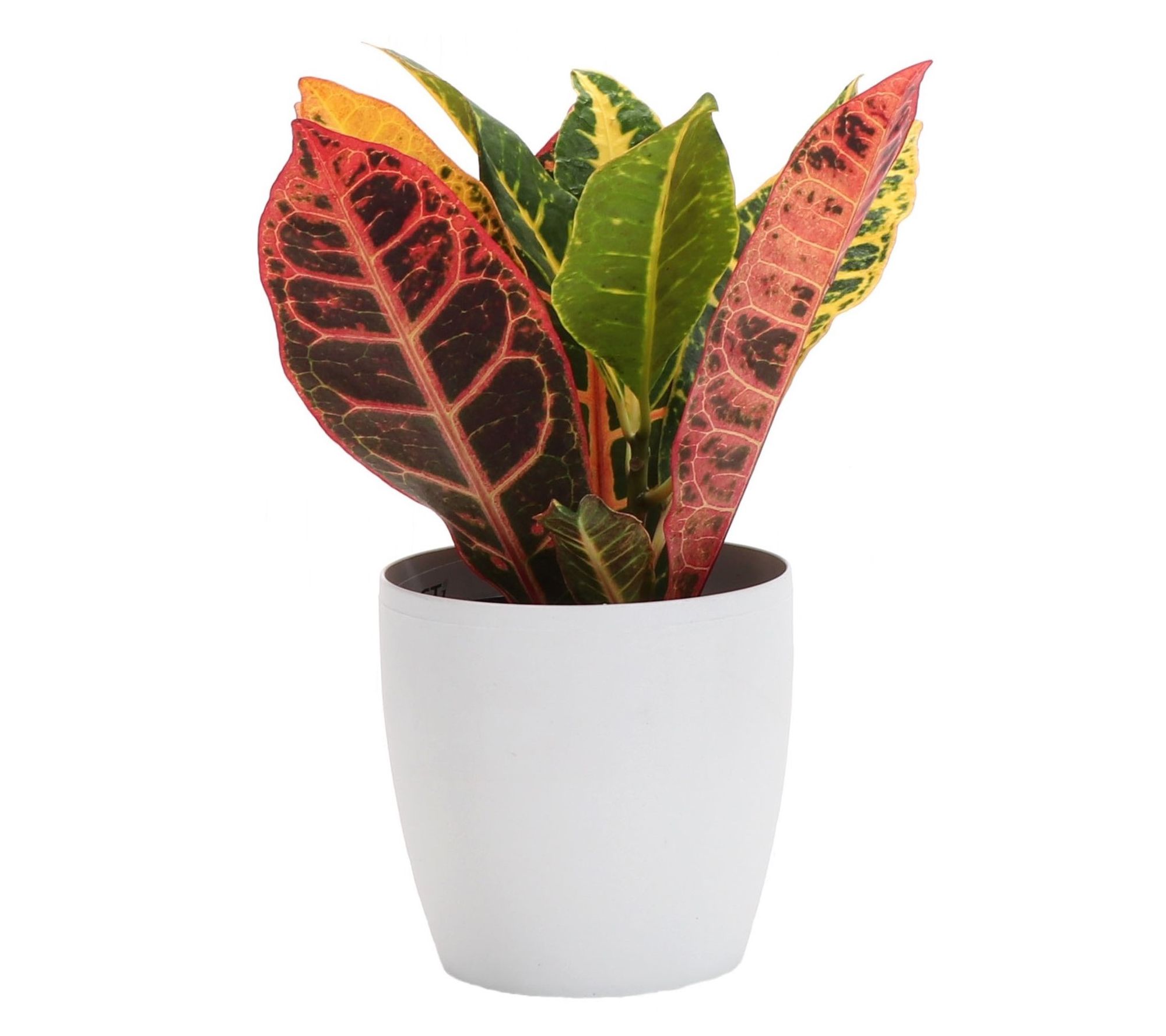 Thorsen's Greenhouse Live 4" Petra Croton in Classic Pot