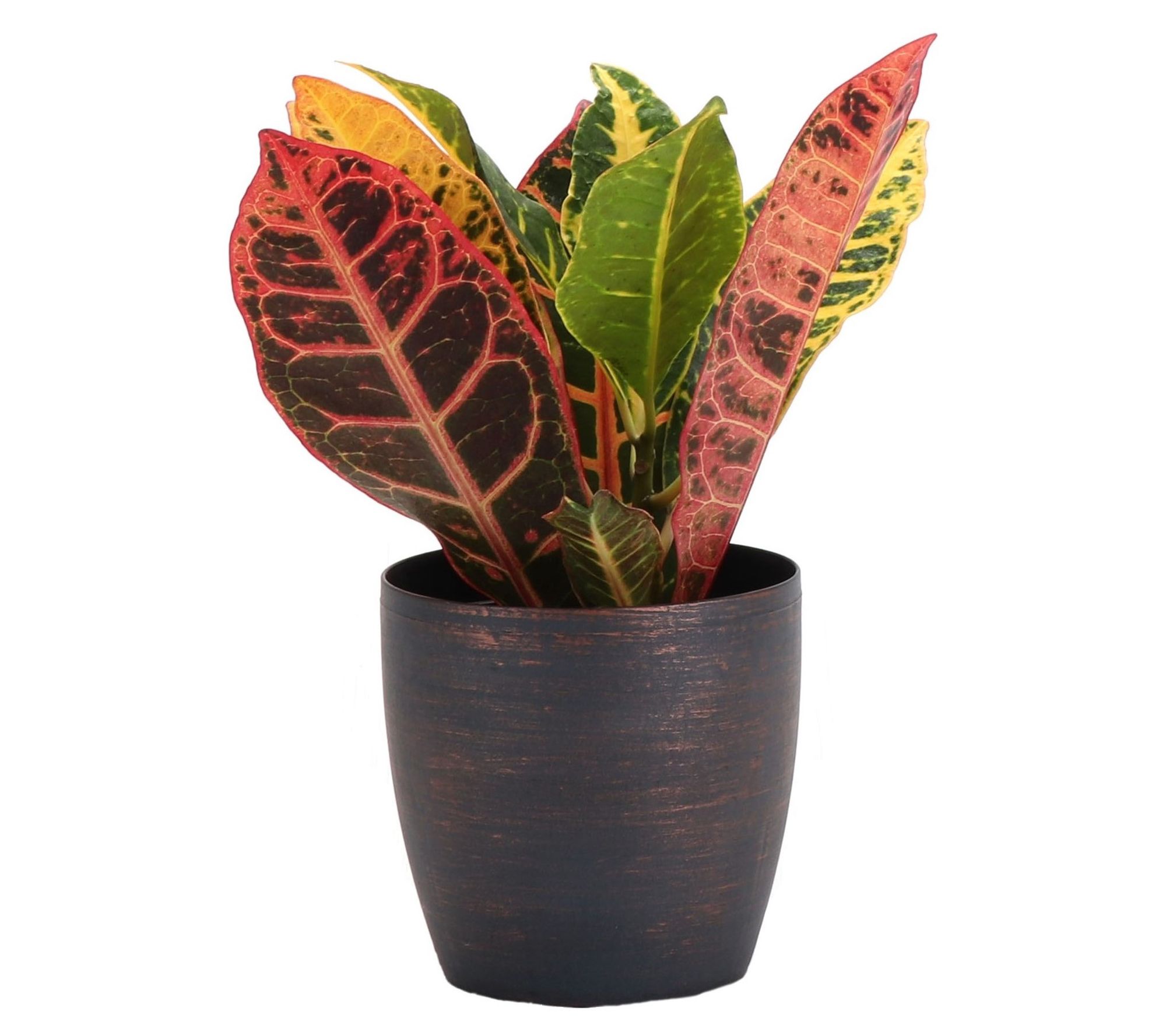 Thorsen's Greenhouse Live 4" Petra Croton in Classic Pot