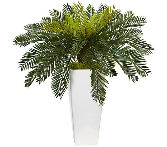Cycas in White Planter by Nearly Natural