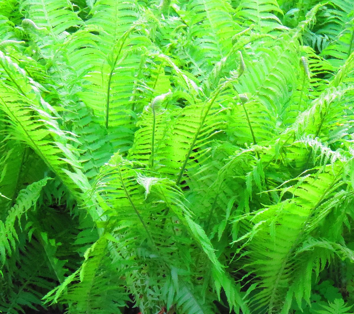 Van Zyverden Woodland Plant Lady Fern Set of 3Roots