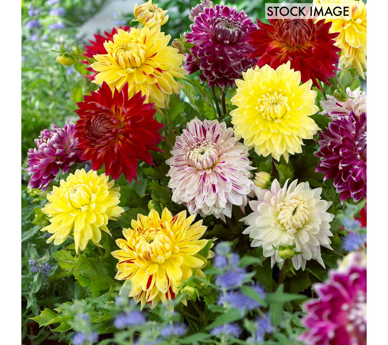 Van Zyverden Dahlias Giant Blooming DinnerplateMix 7 Bulbs