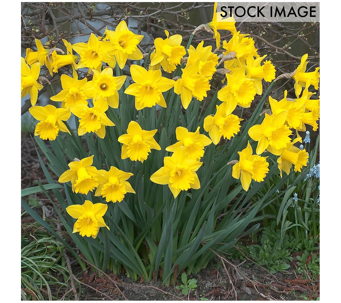 King Alfred - Daffodil Bulbs (Trumpet), Flower Bulbs