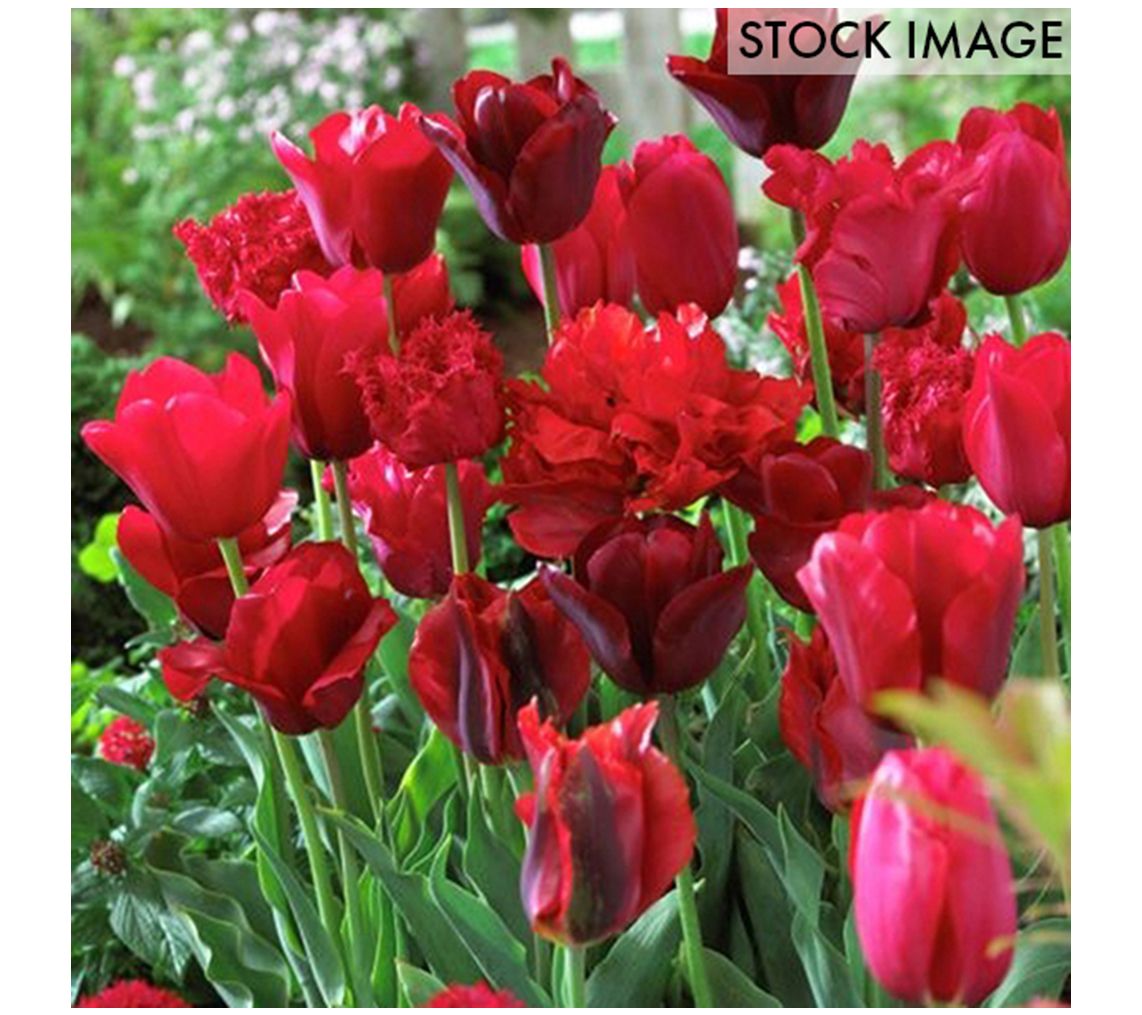 Van Zyverden Tulips Non-Stop Red Blend Set of 2  5 Bulbs