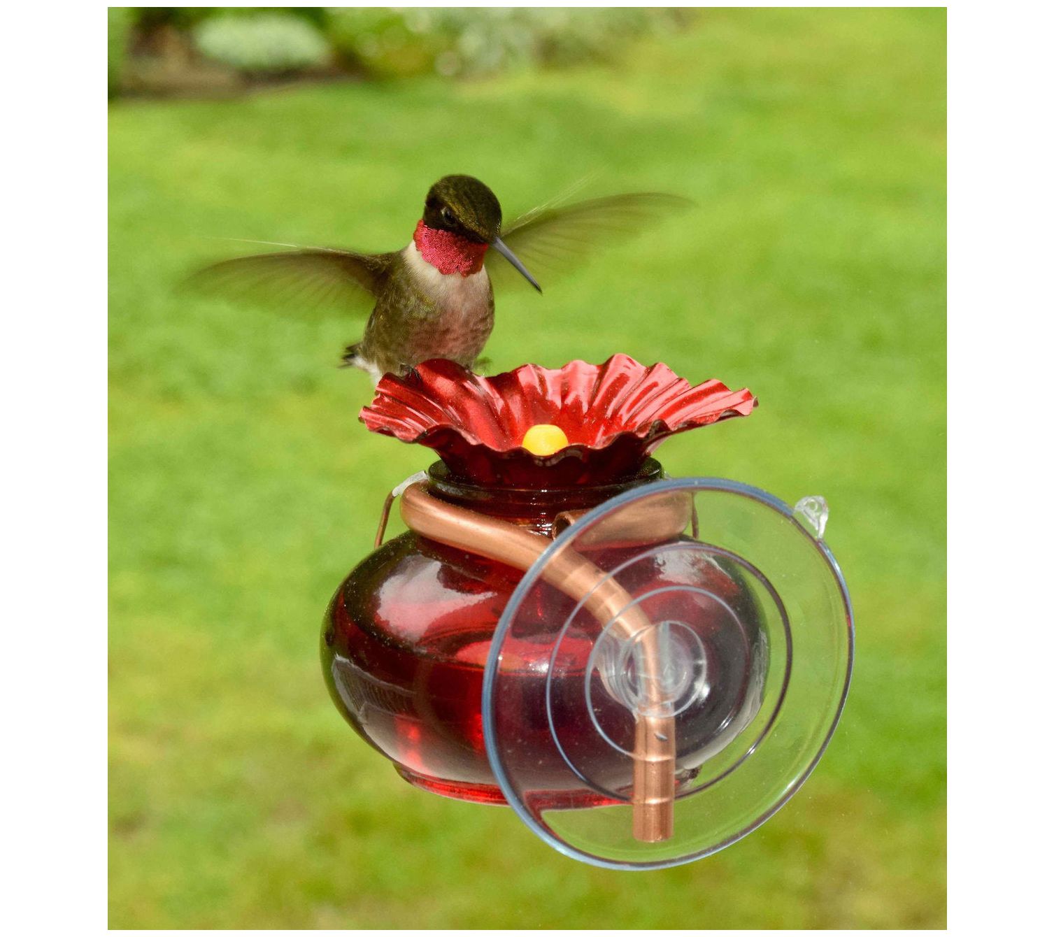 Plow & Hearth Window Watch Hummingbird Feeder