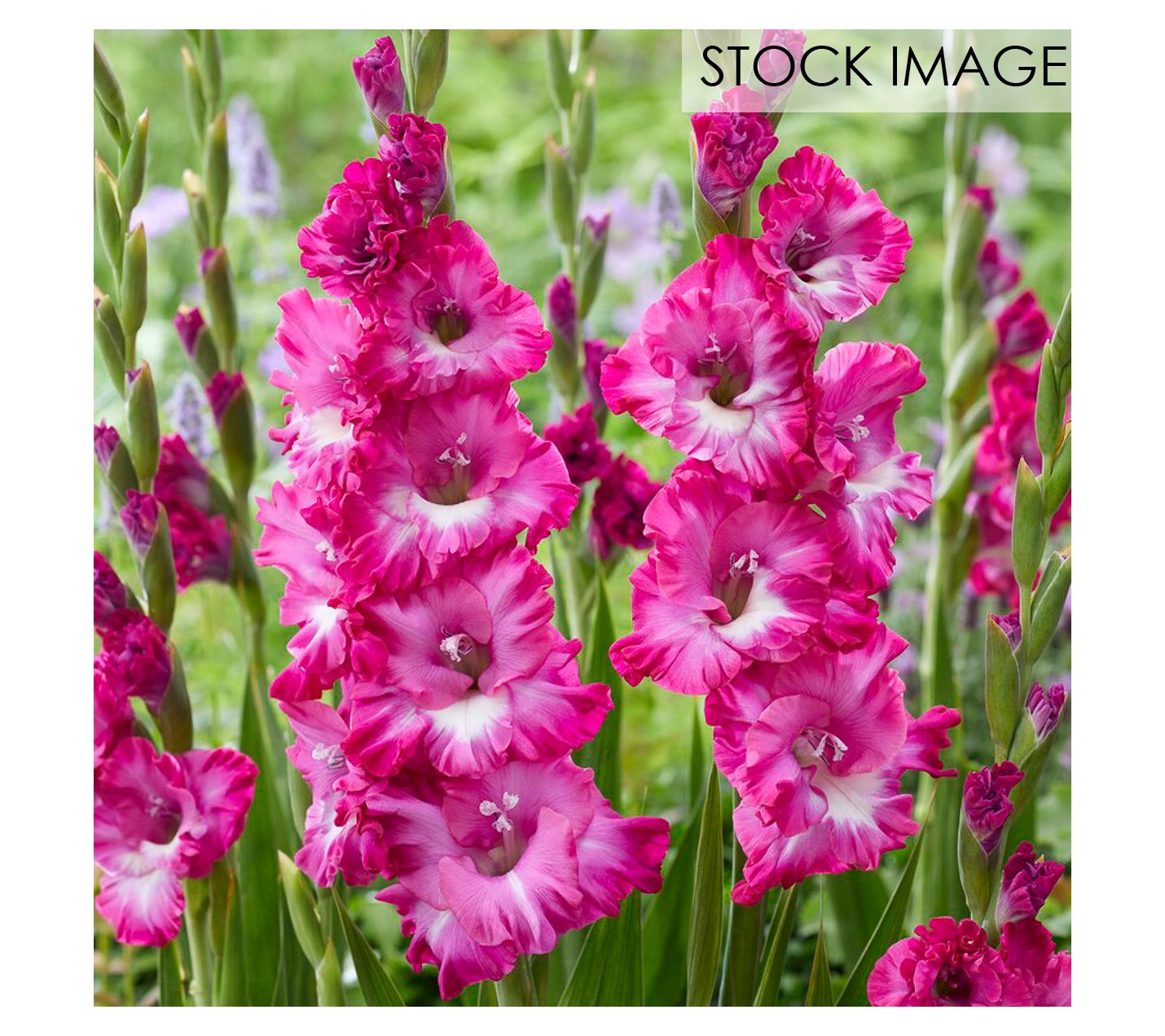 Van Zyverden Gladiolus Large Nablus Set of 12 Bulbs