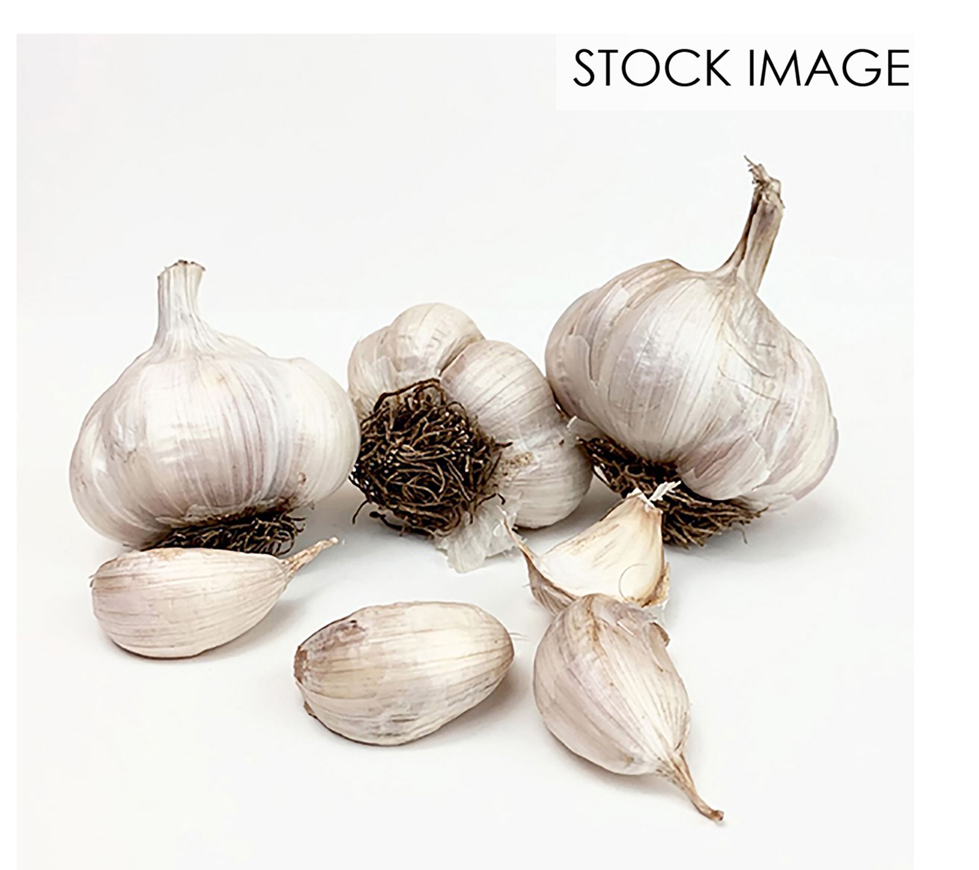 Van Zyverden Garlic Softneck Asiatic Spring Violet 3 Bulbs