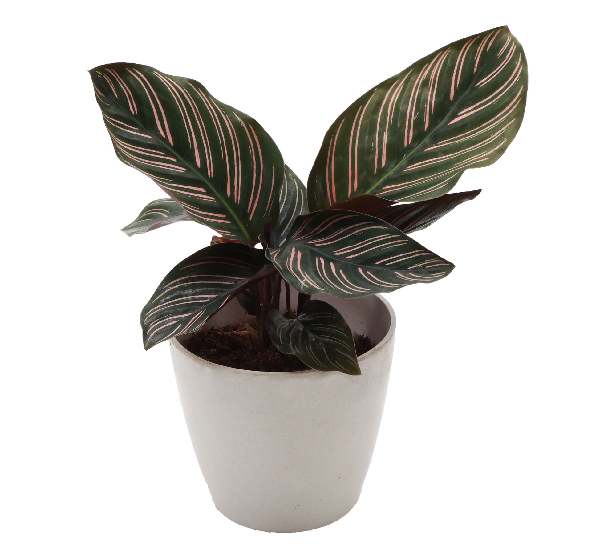 Thorsen's Greenhouse 4" Pinstripe Calathea, Biodegradable Pot