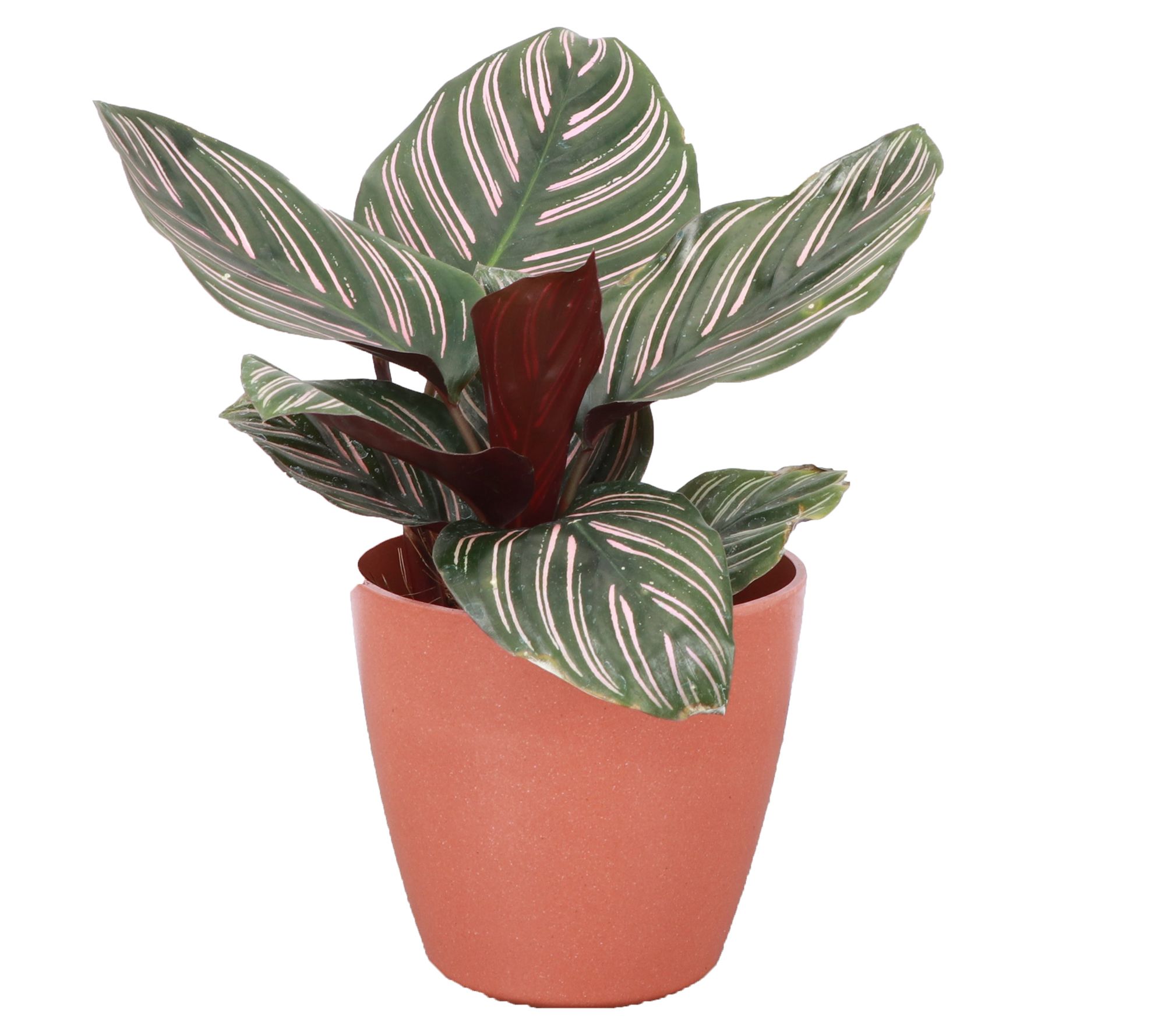 Thorsen's Greenhouse 4" Pinstripe Calathea, Biodegradable Pot