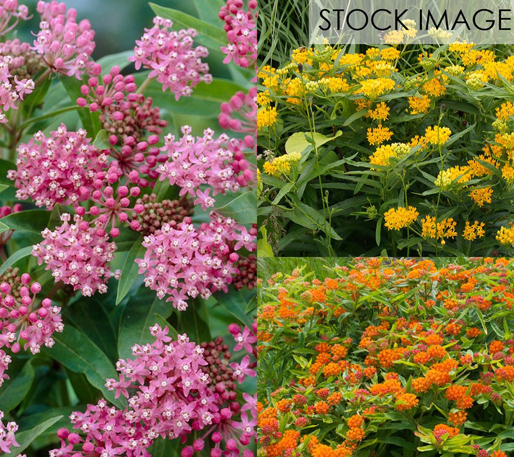 Van Zyverden Asclepias Save The Monarchs OasisSet of 11 Roots