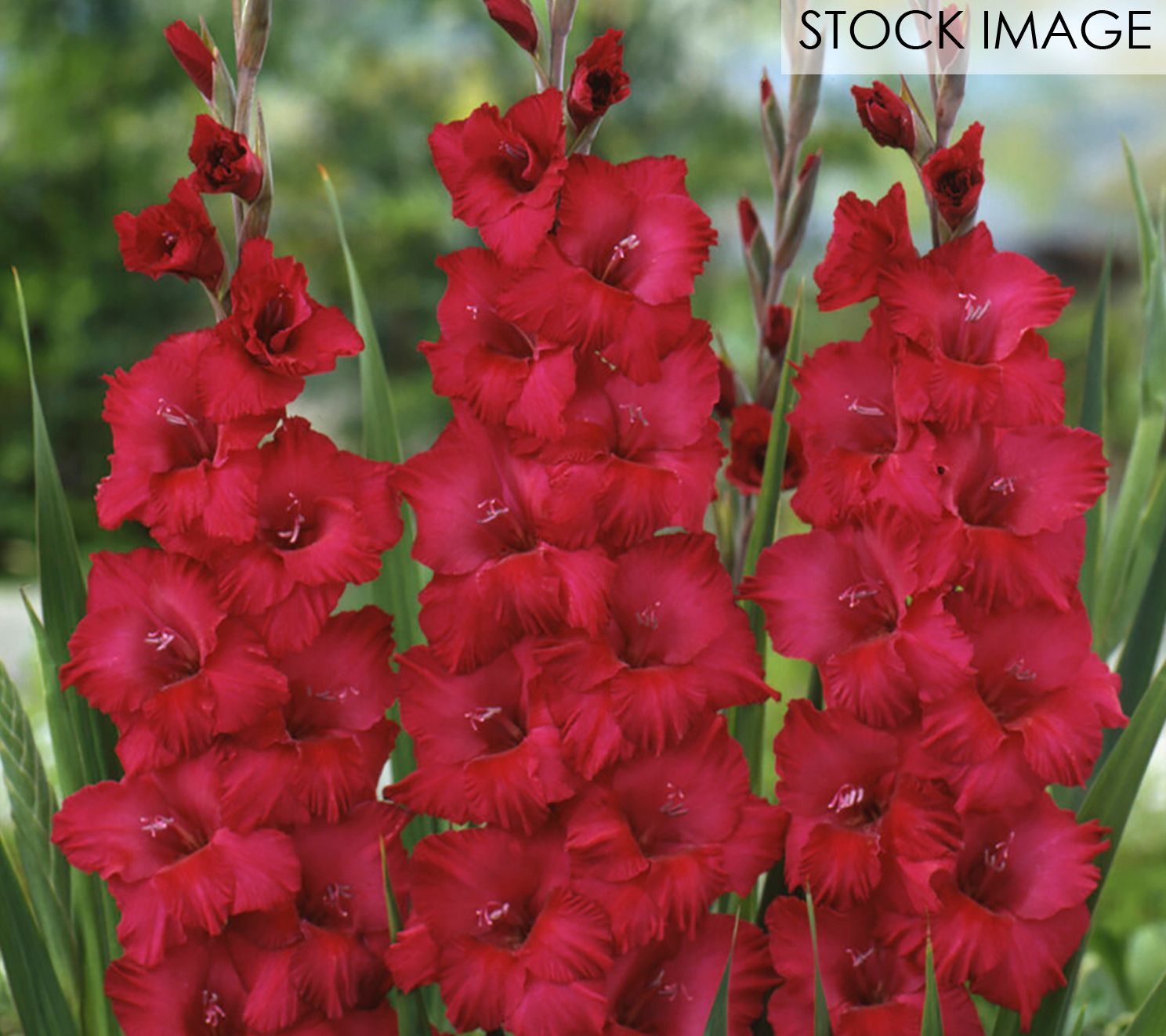 Van Zyverden Gladiolus Prosperity Blend Set Of 25 Bulbs - QVC.com