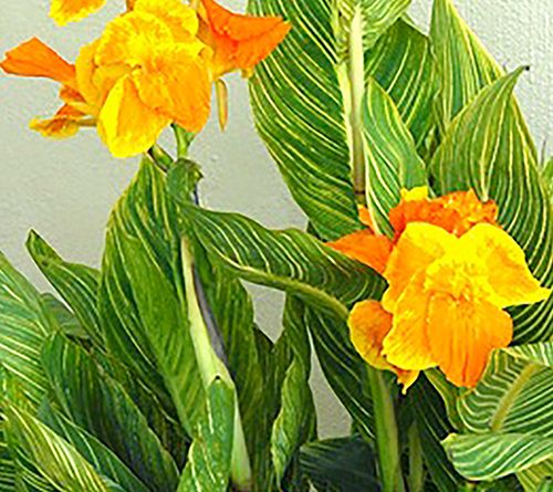 Van Zyverden Cannas Tropicanna Set of 1 Bulb