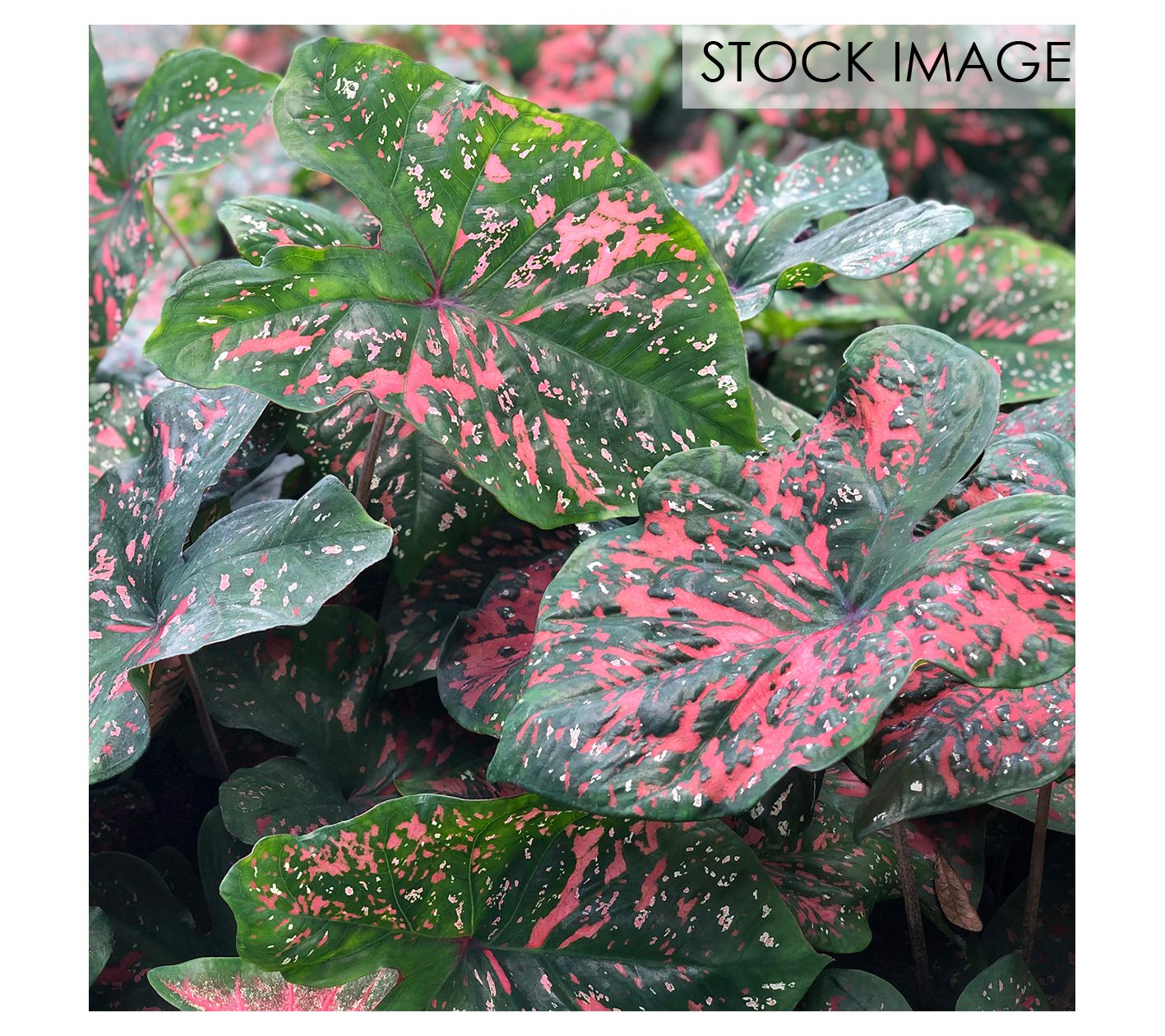 Van Zyverden Caladiums Fancy Leaf Freckles Setof 3 Bulbs