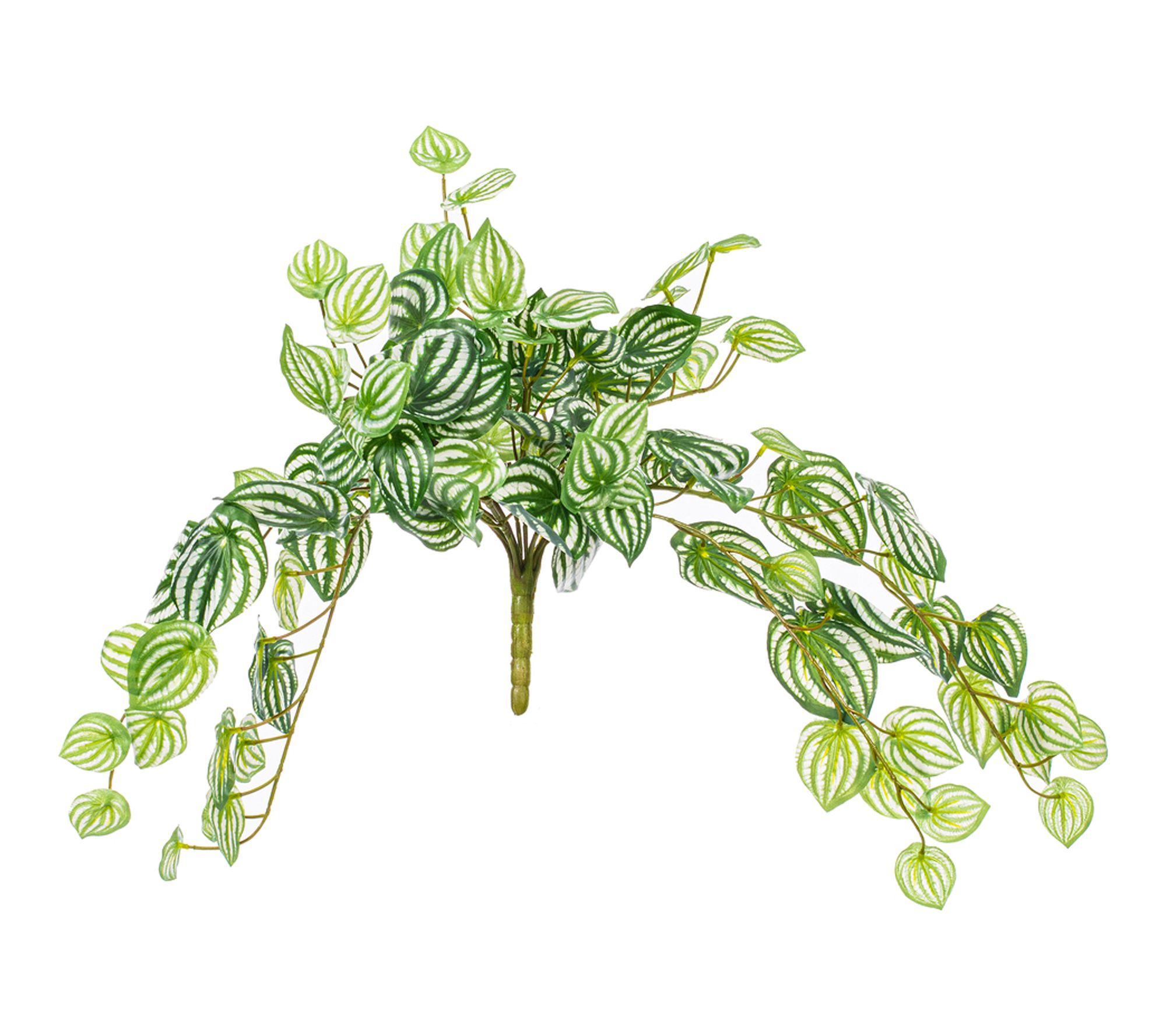 Vickerman 25" Watermelon Peperomia Bush UV