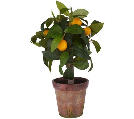 Williamsburg 12-inch Lemon Topiary in Terra-cotta Pot - QVC.com