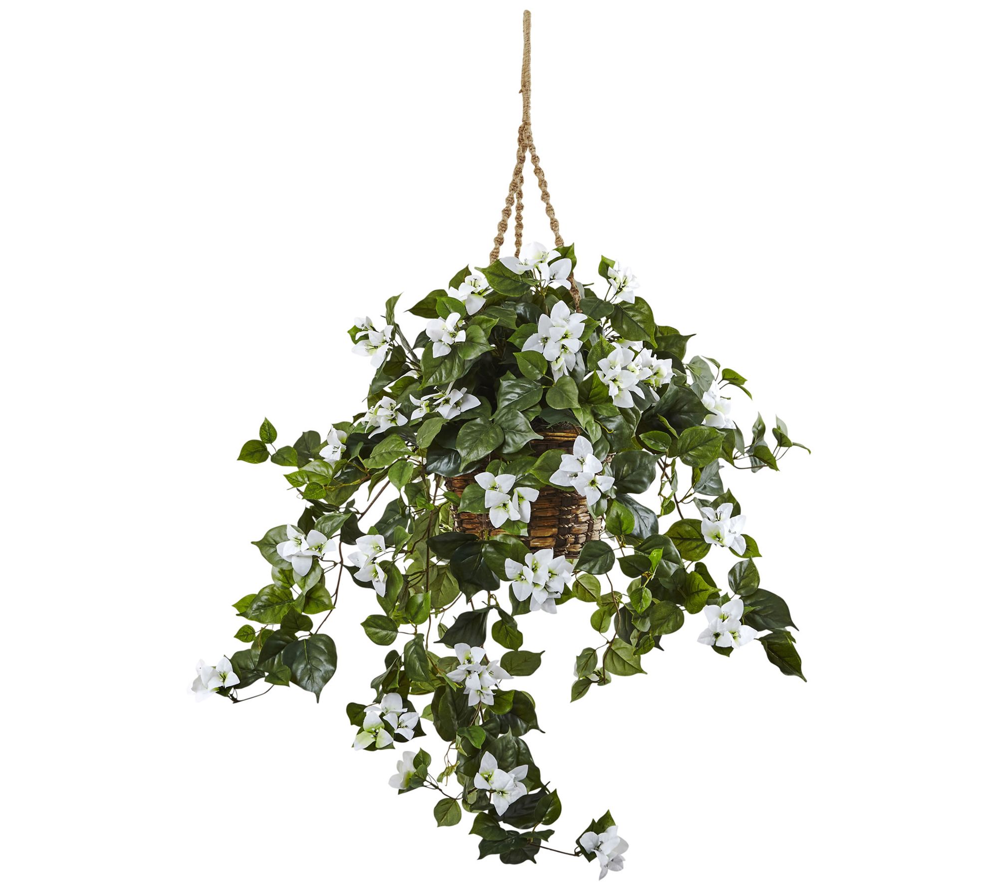 Bougainvillea Hanging Basket