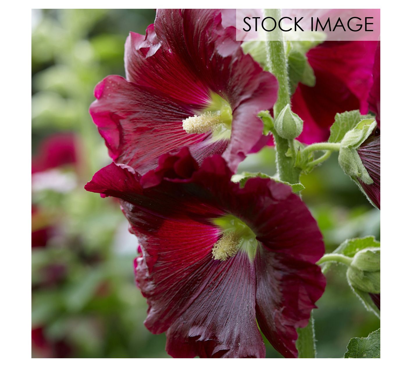 Van Zyverden Hollyhocks Alcea Rosea Red Set of5 Roots