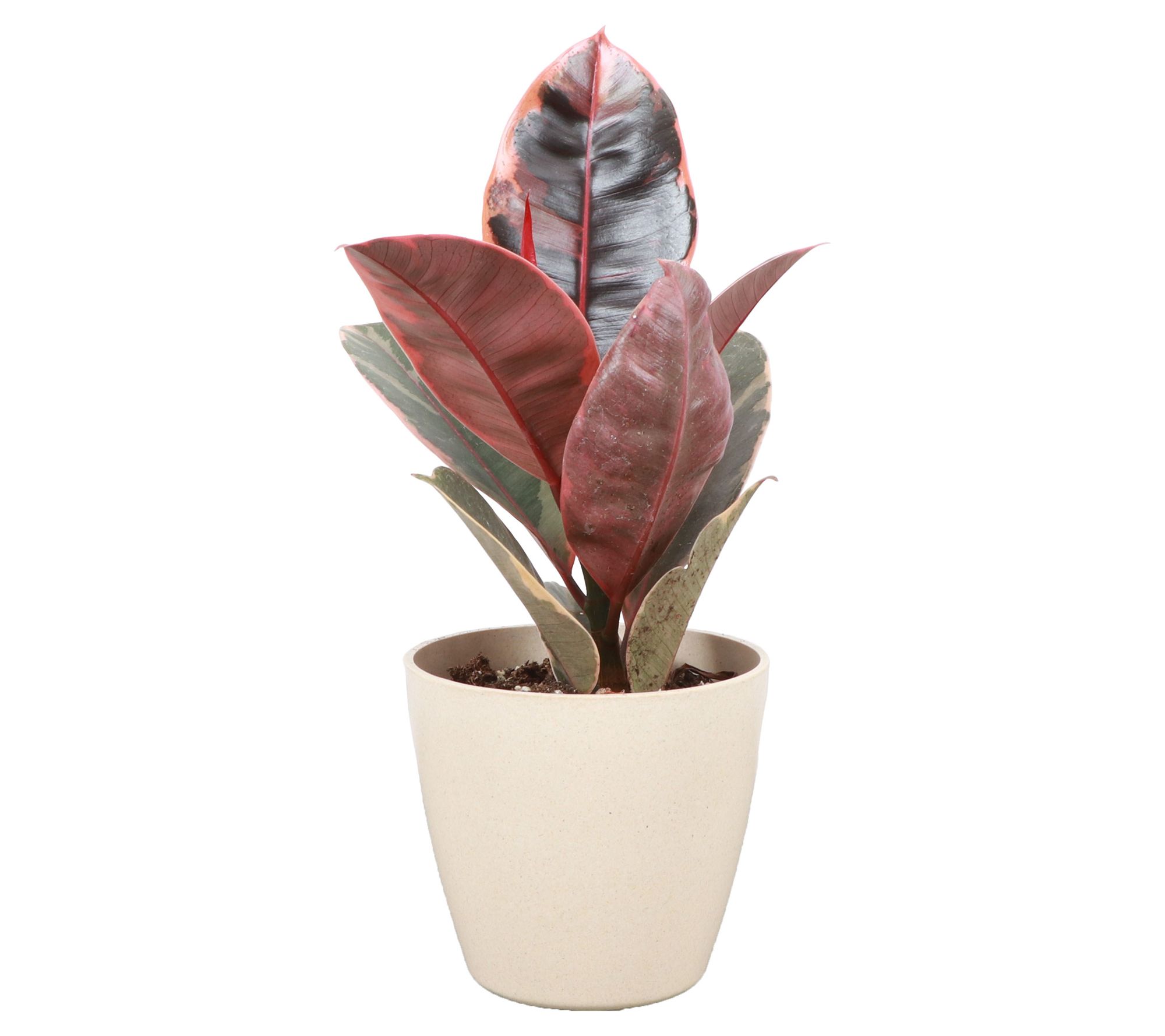 Thorsen's Greenhouse Live 4" Ruby Rubber Plant in Pot