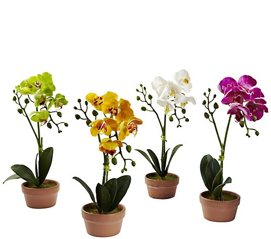 Set of 4 Phalaenopsis Orchids w/Clay Vase by Nearly Natural