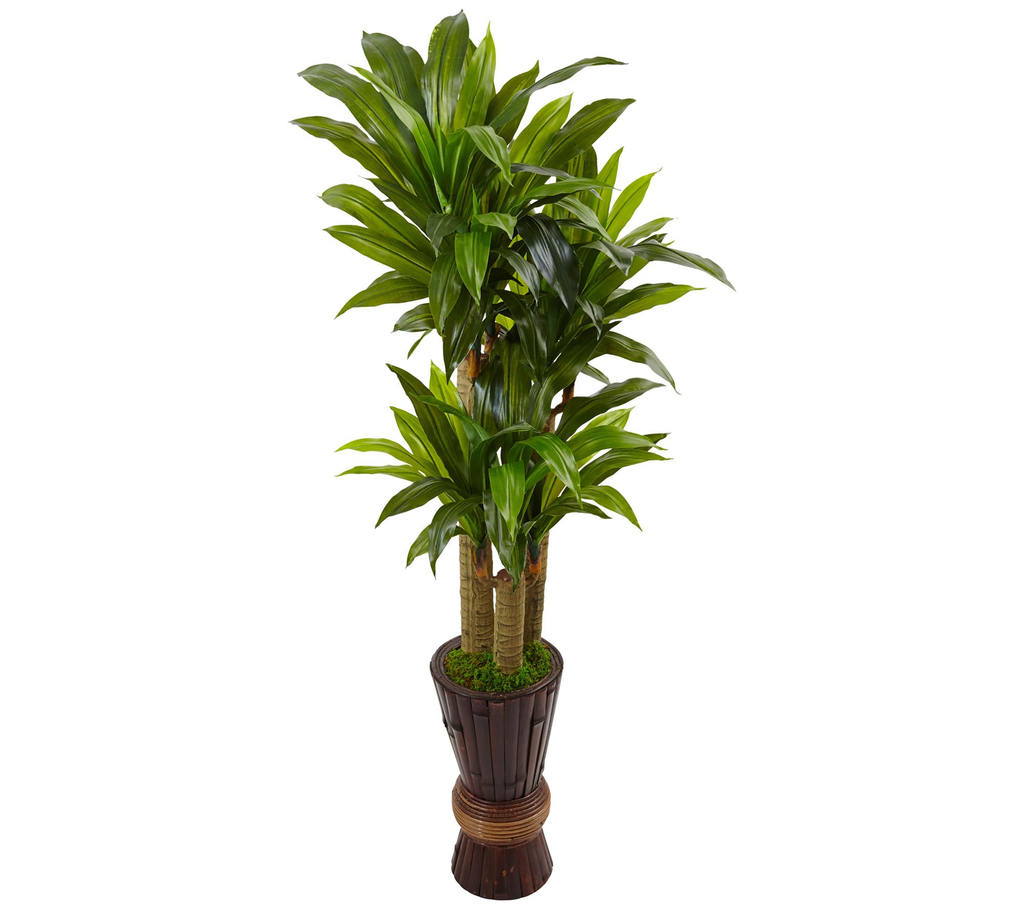 5' Cornstalk Dracaena Plant in Planter by Nearly Natural