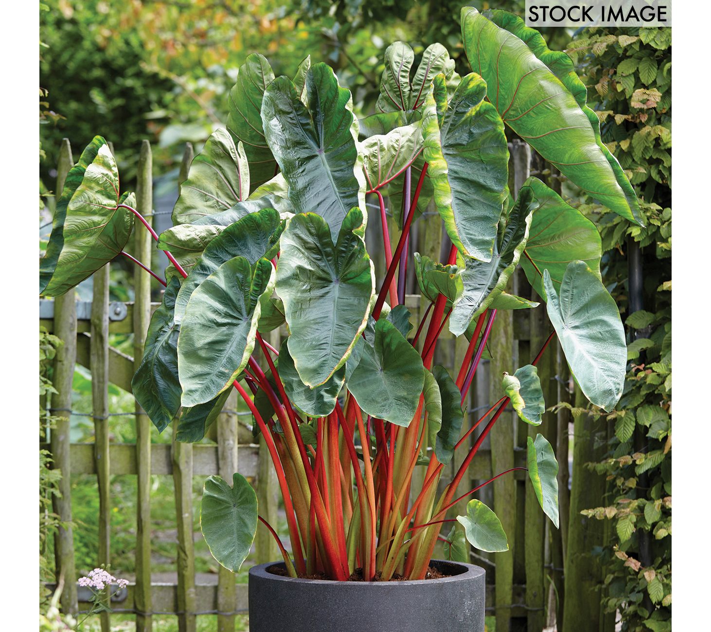 Van Zyverden Elephant Ears Hawaiian Punch Set of 1 Bulb