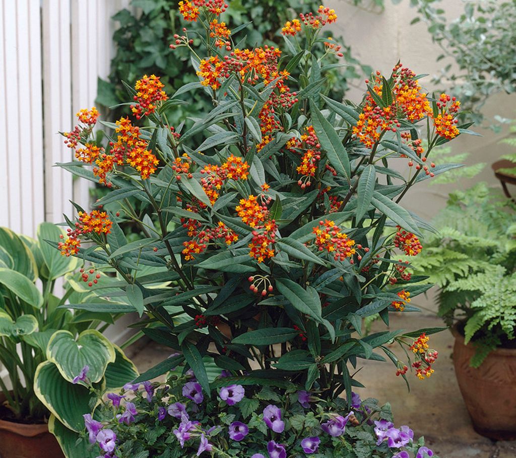 Van Zyverden Asclepias Gay Butterfly Support Monarchs 3 Roots