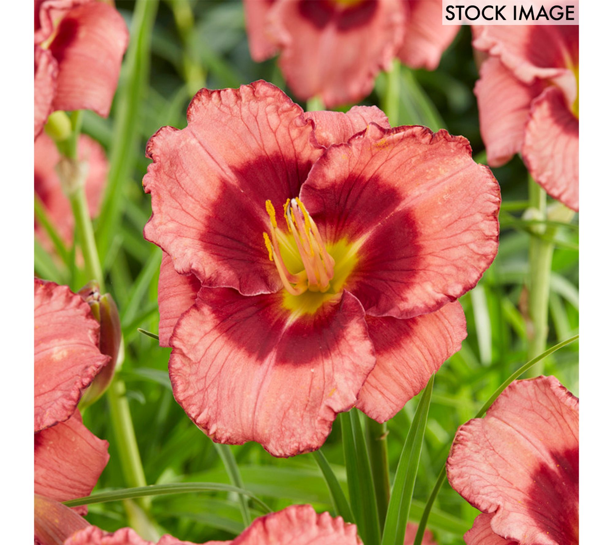 Plants Bulbs Trees Qvc Com
