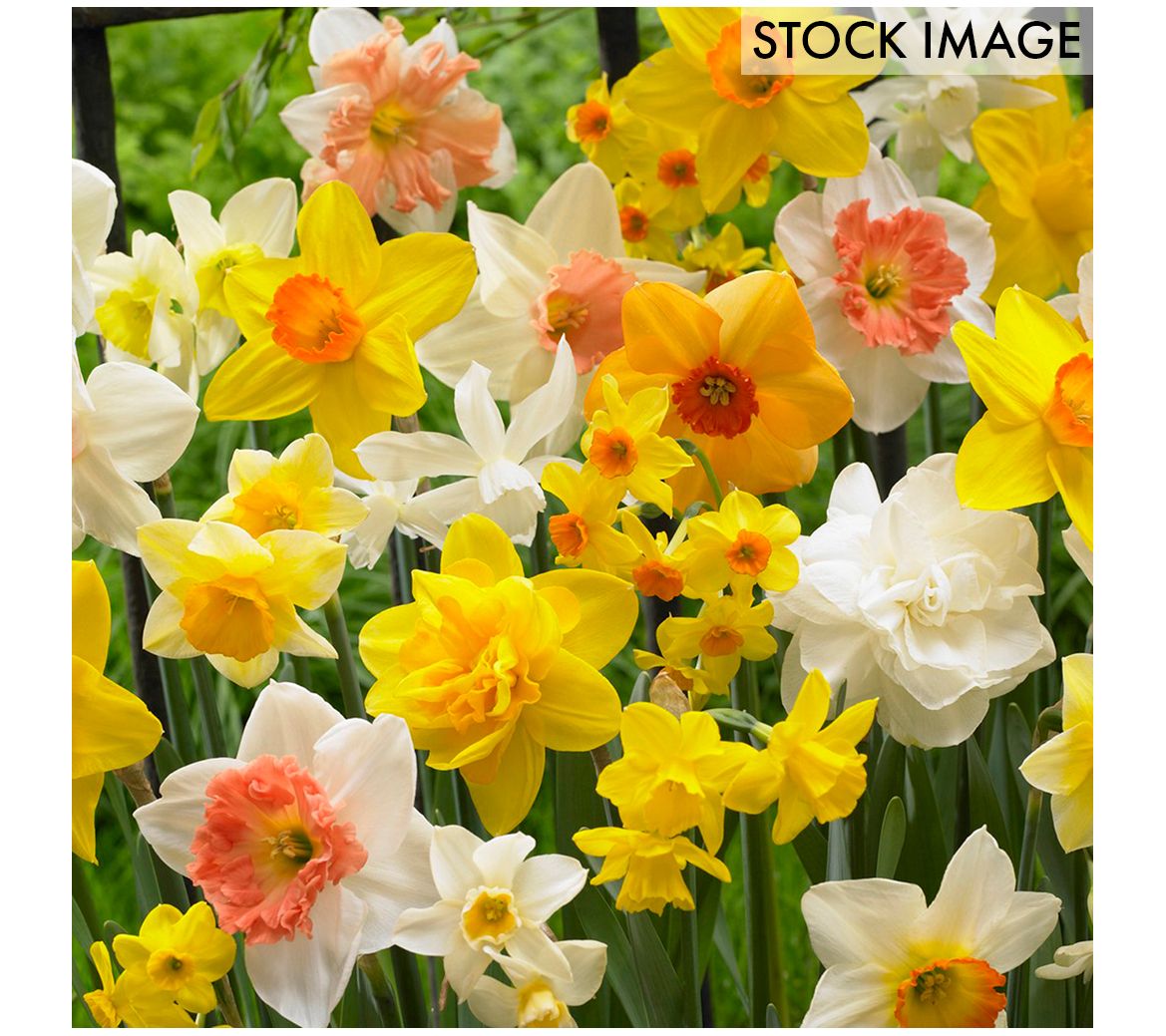Van Zyverden Daffodils Kitchen Sink Mixture Setof 25 Bulbs