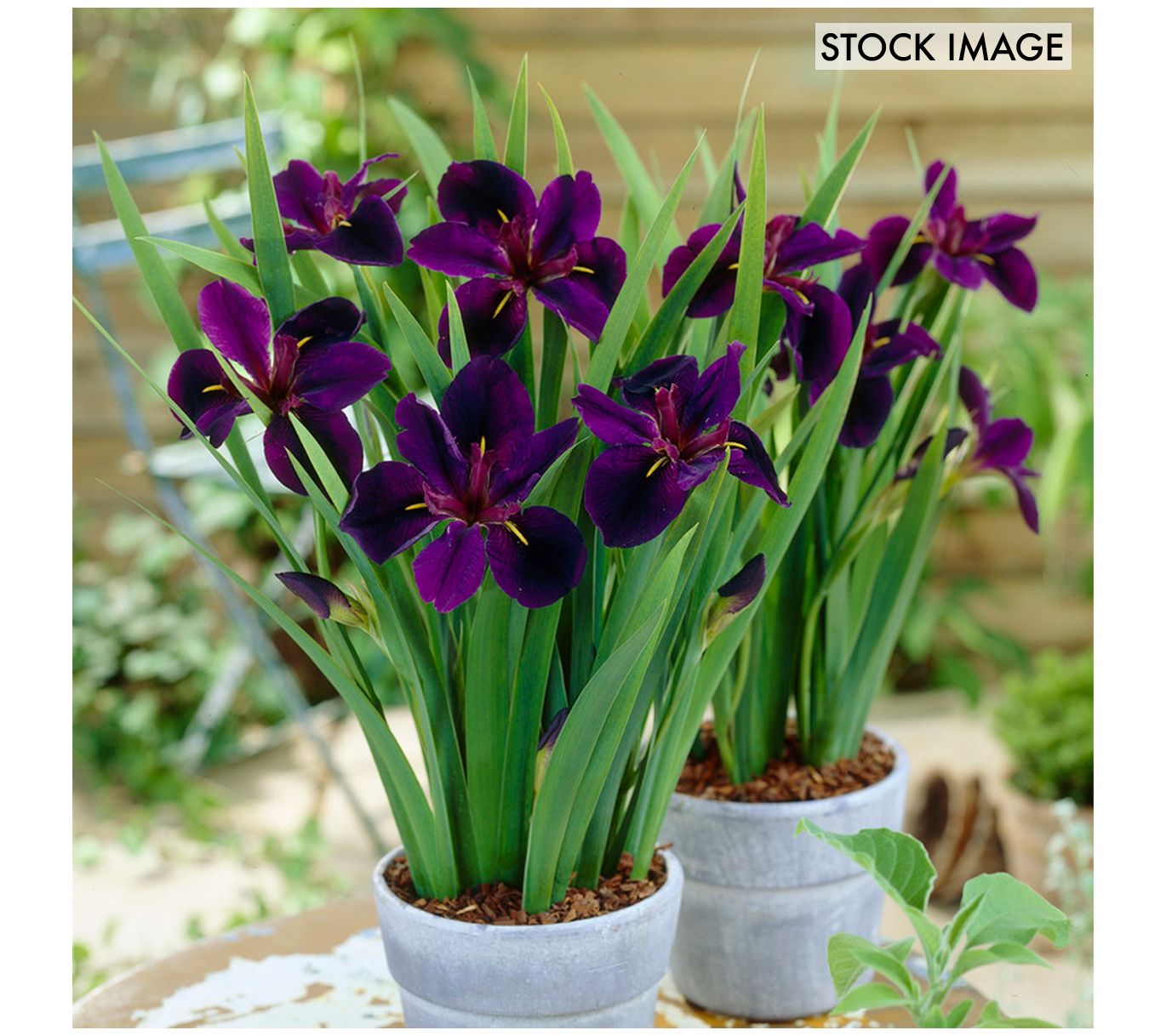 Van Zyverden Louisiana Iris Black Gamecock Setof 3 Rhizomes