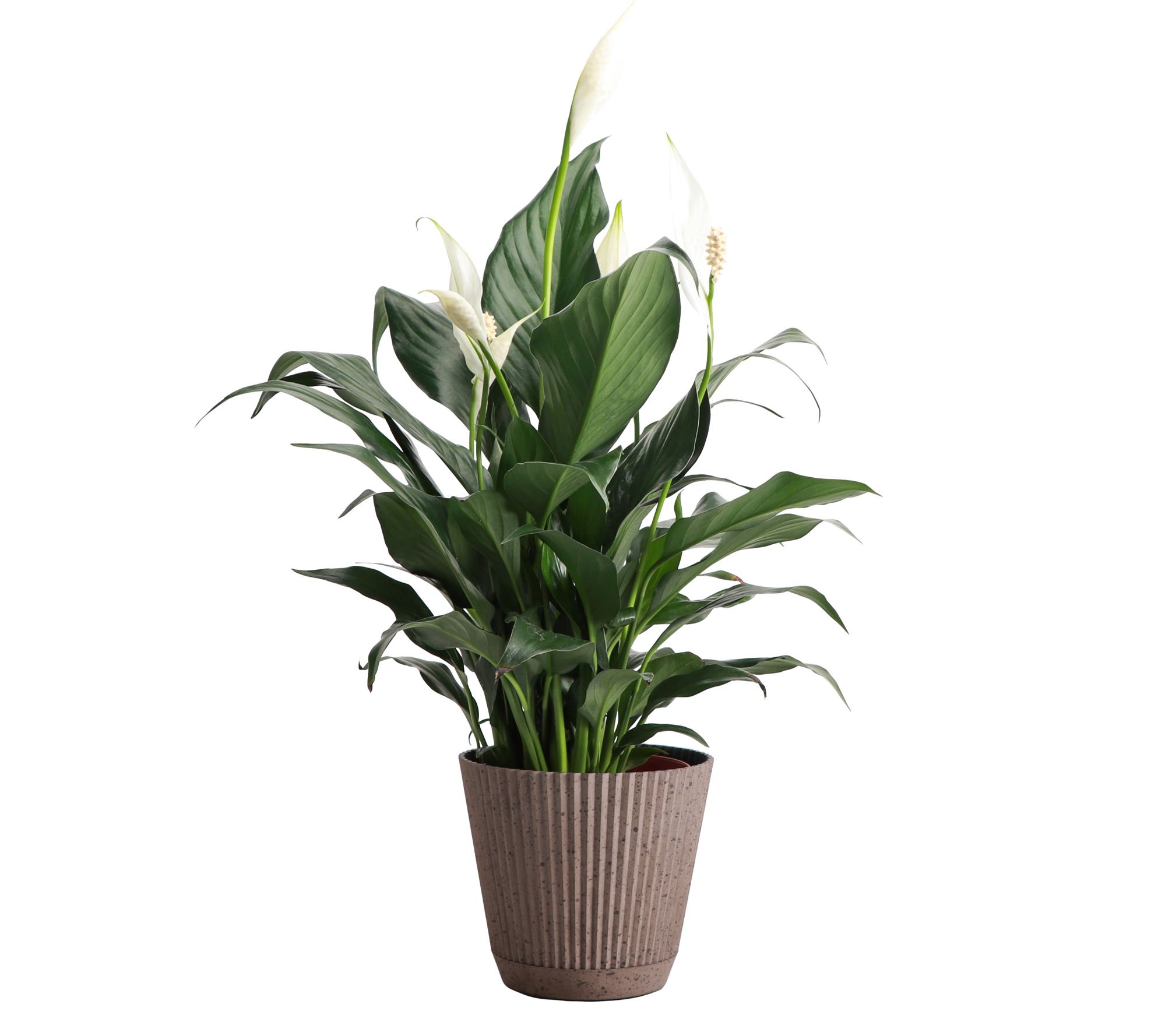 Thorsen's Greenhouse Live 4" Peace Lily in Ruffle Pot