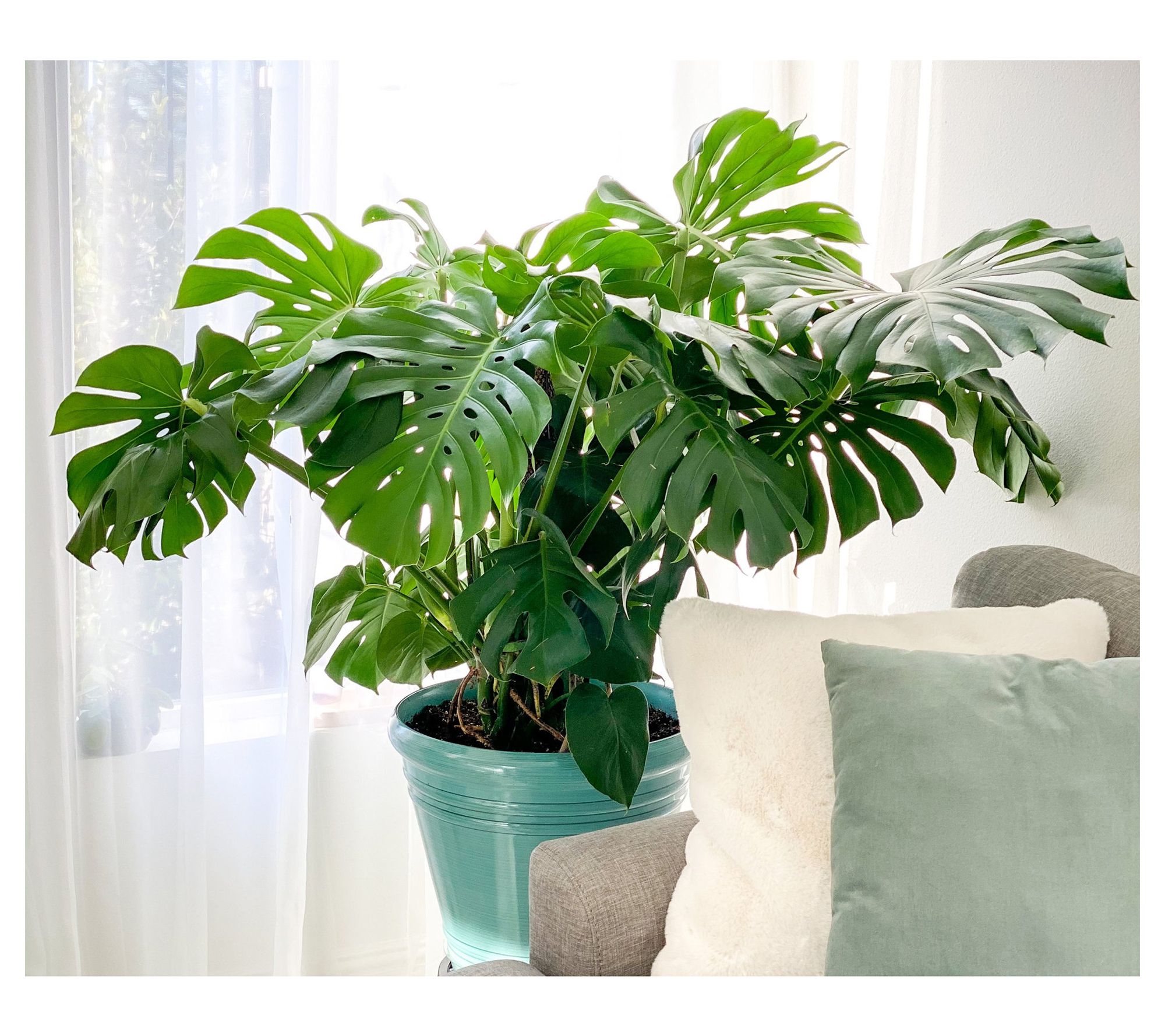 Cottage Farms Monstera Deliciosa