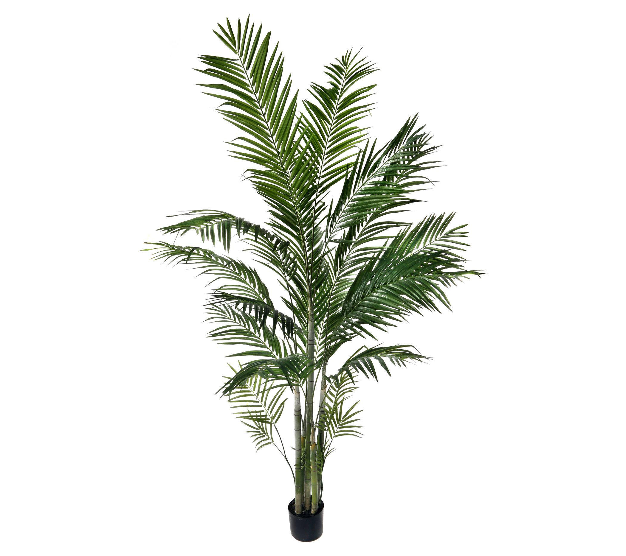 7' Potted Areca Palm by Valerie