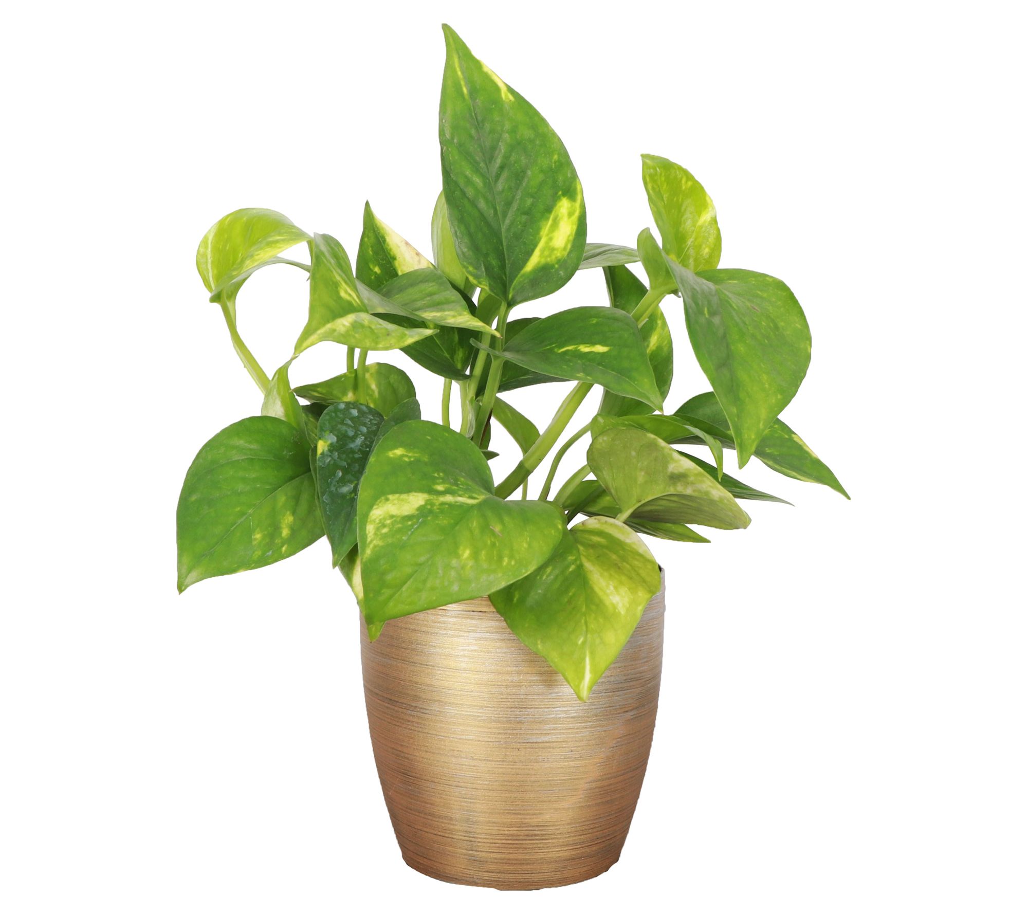 Thorsen's Greenhouse Live 4" Golden Pothos in Cassic Pot