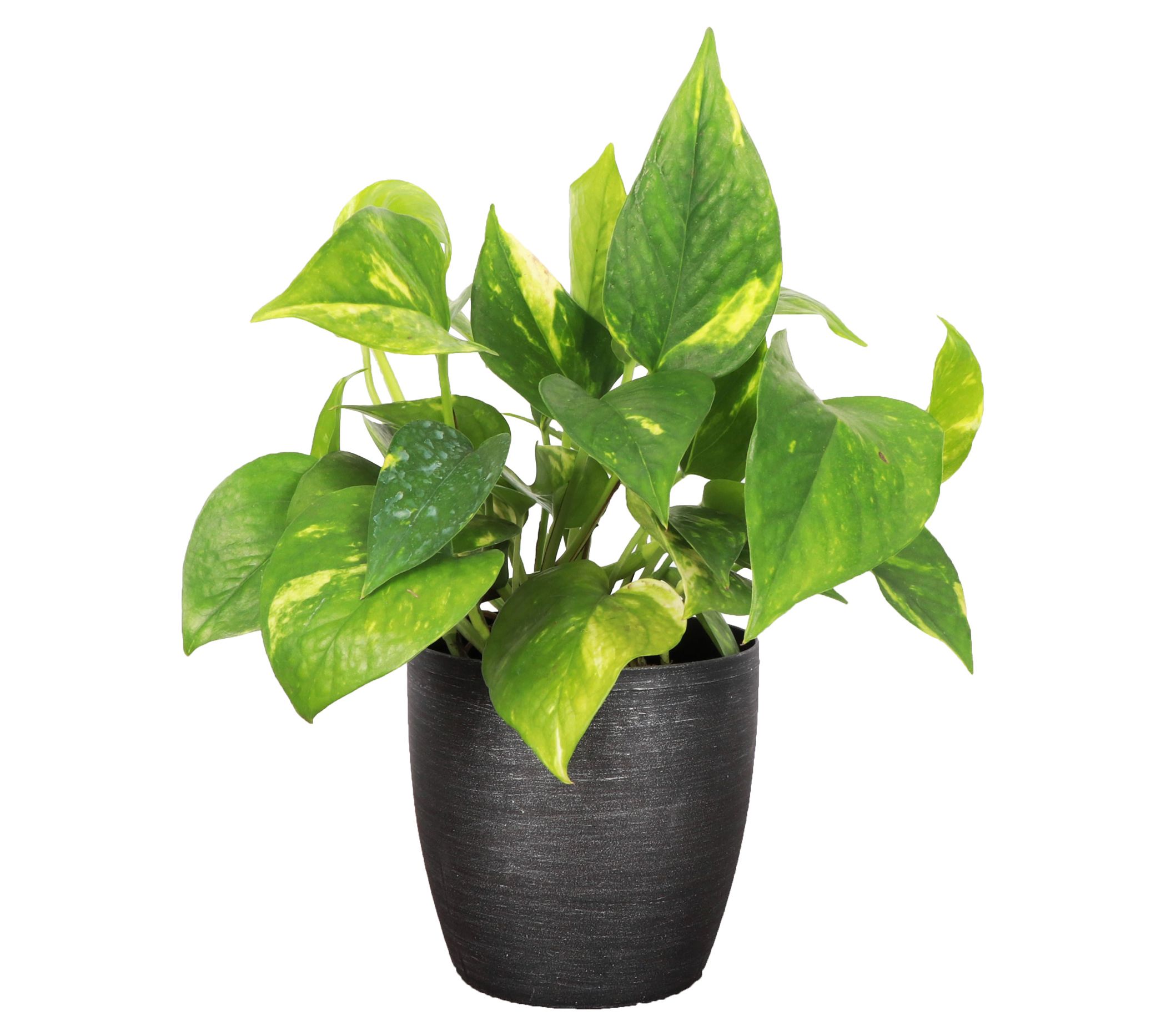 Thorsen's Greenhouse Live 4" Golden Pothos in Cassic Pot