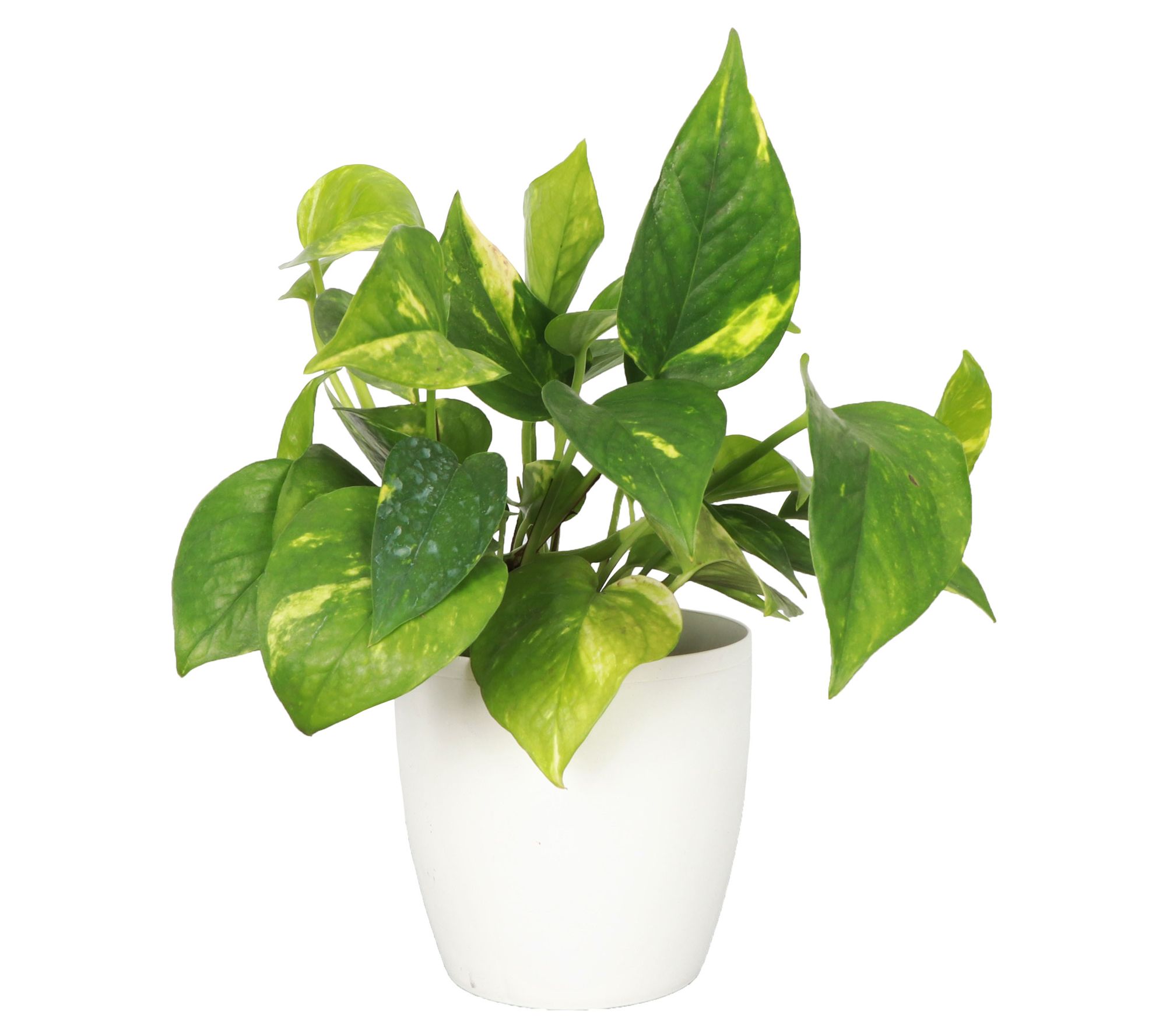 Thorsen's Greenhouse Live 4" Golden Pothos in Cassic Pot